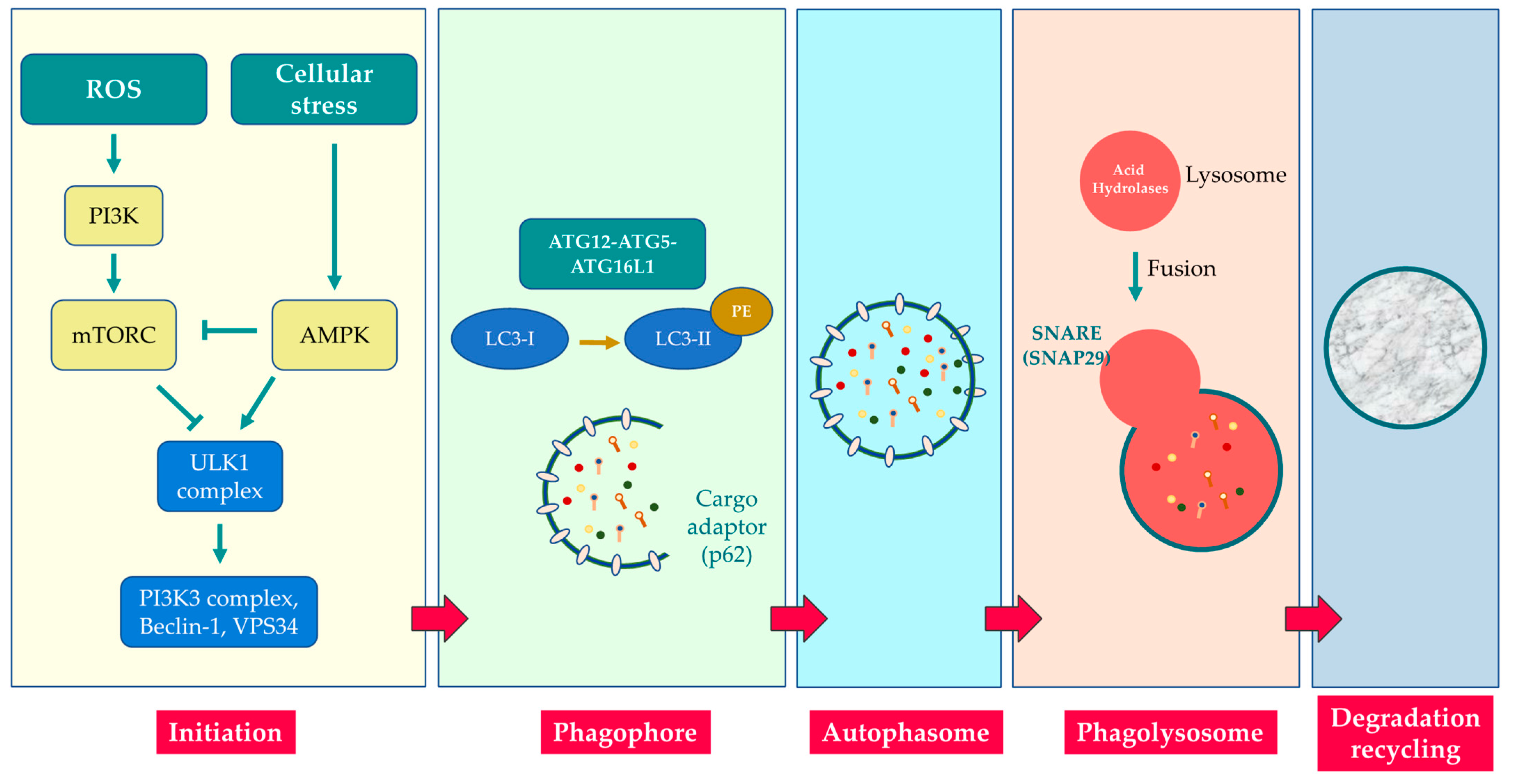 Biomolecules 13 01217 g002 Biomolecules 13 01217 g002