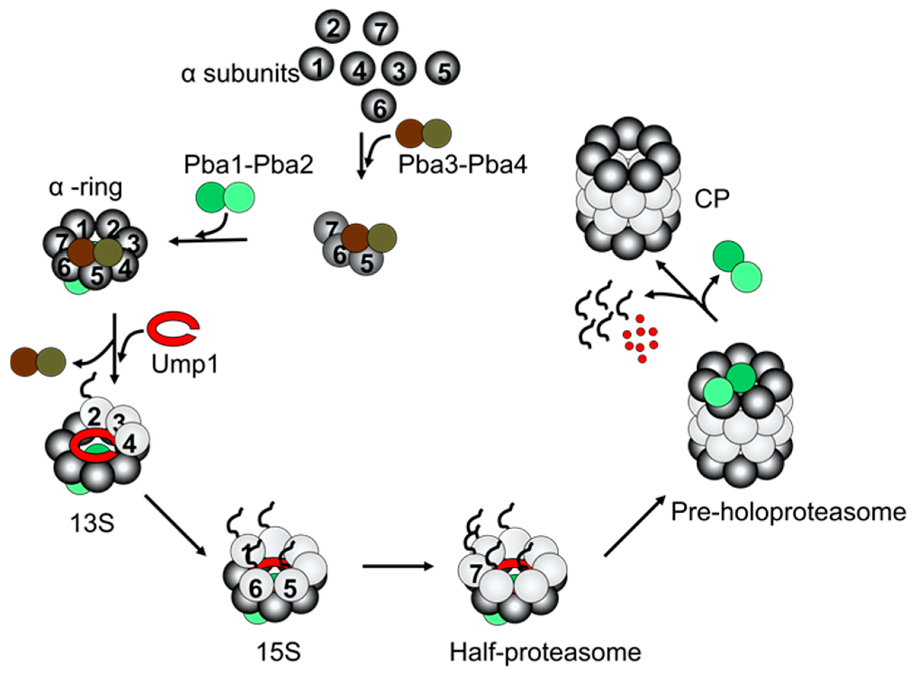 Biomolecules 13 01223 g002 Biomolecules 13 01223 g002