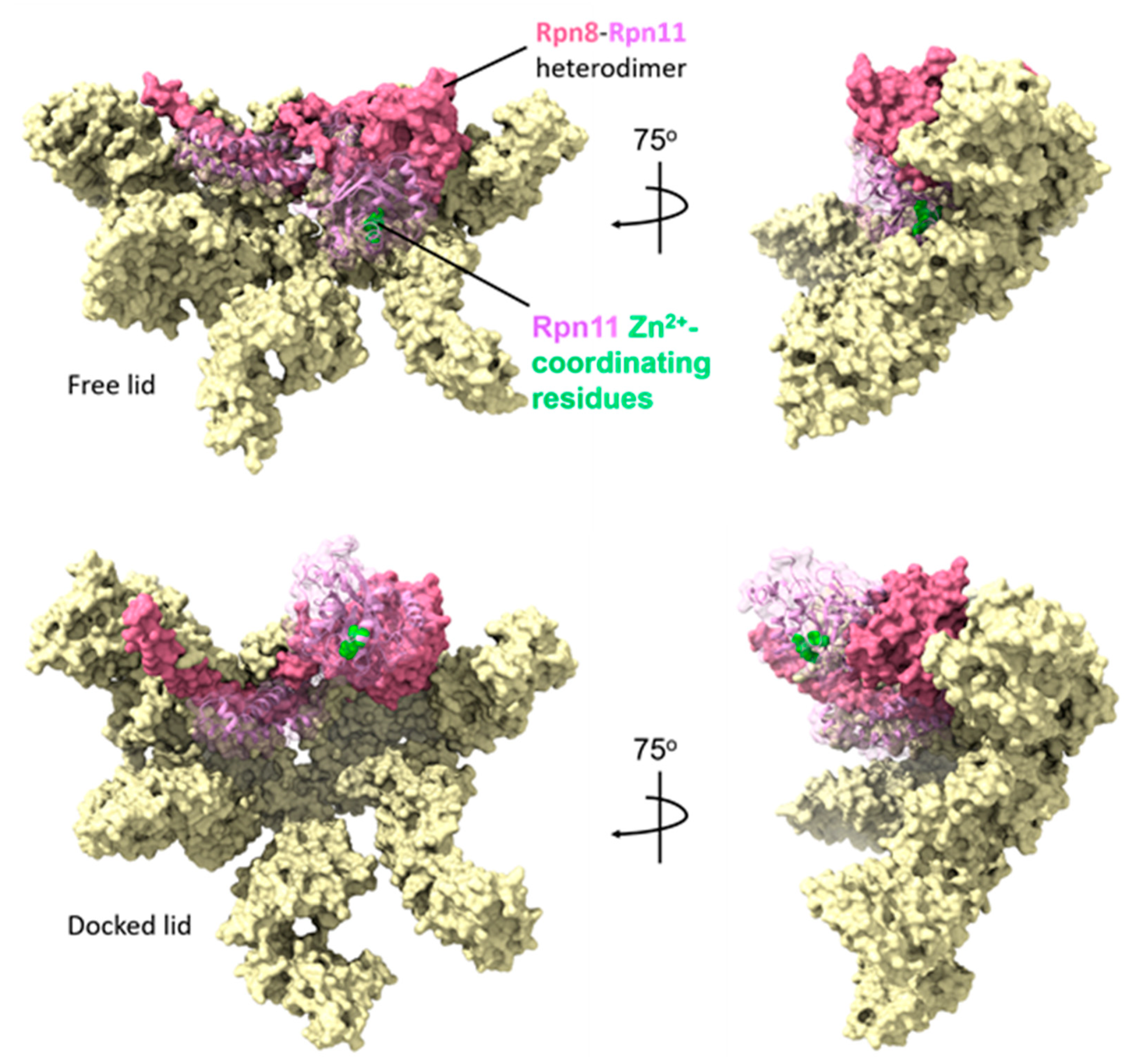 Biomolecules 13 01223 g006 Biomolecules 13 01223 g006