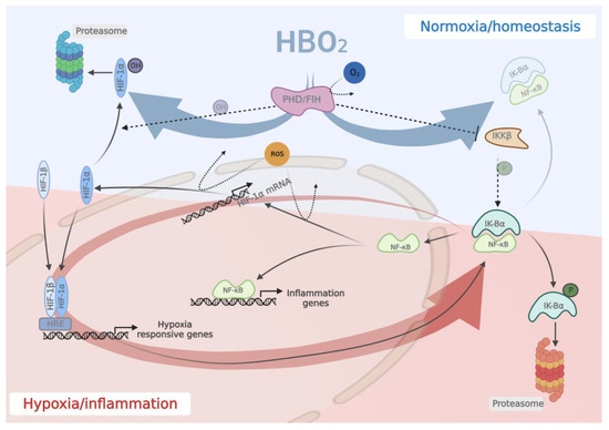 The Mechanisms of Action of Hyperbaric Oxygen in Restoring