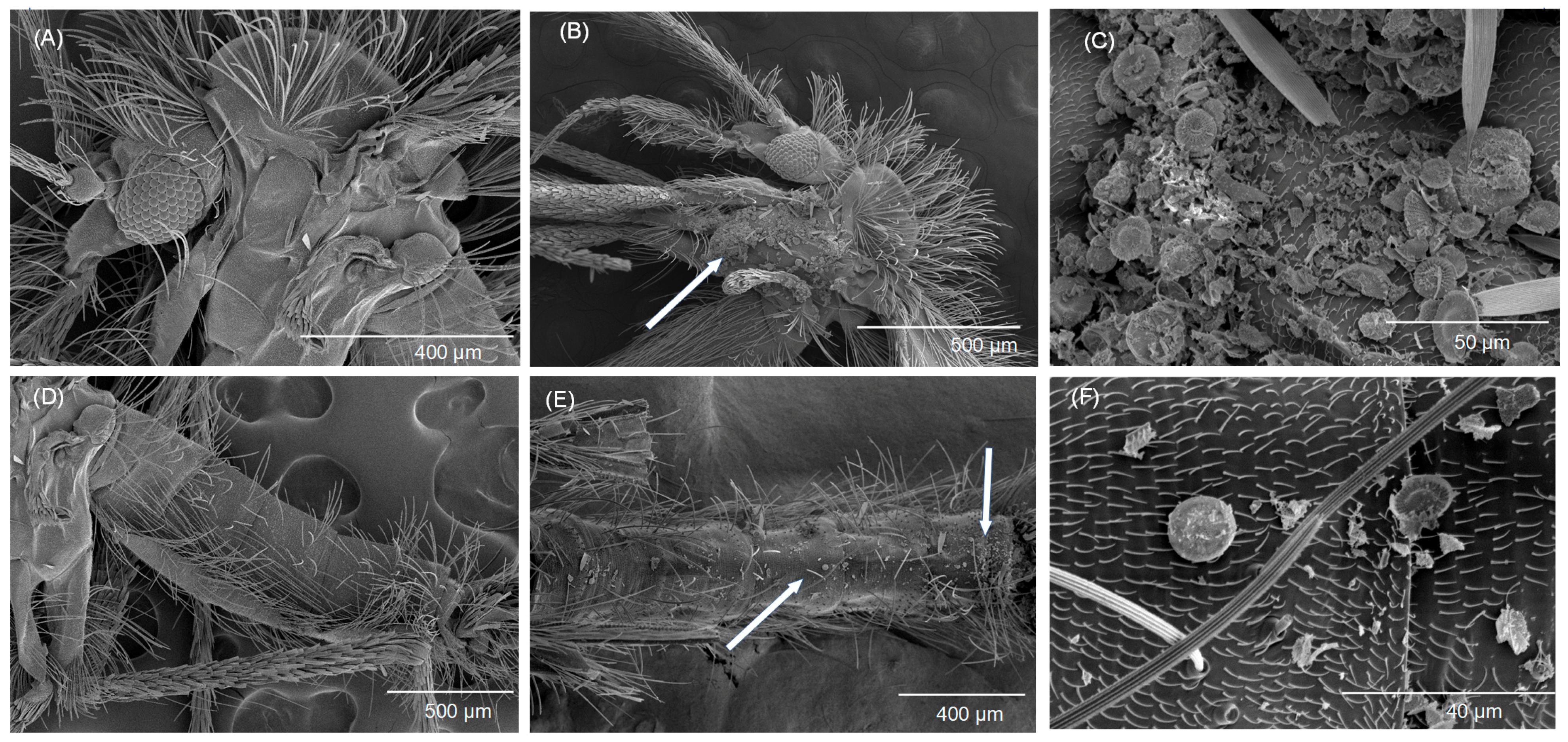 Biomolecules 13 01235 g006