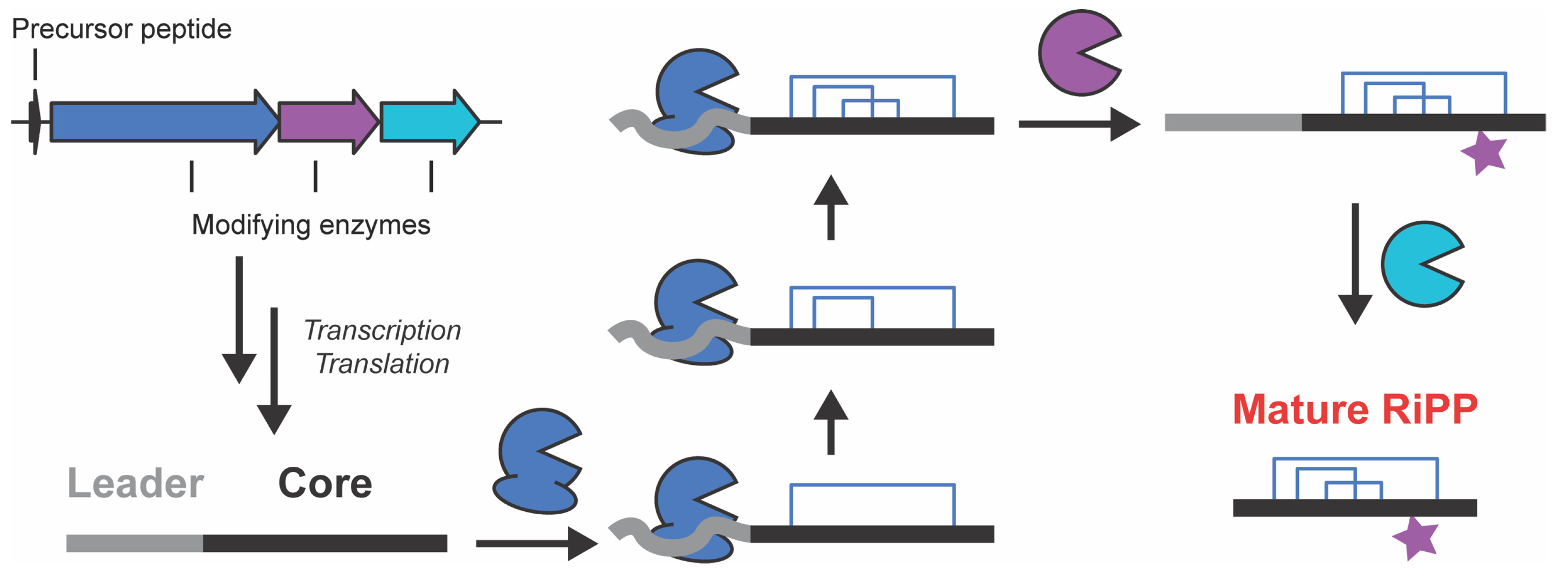 Biomolecules 13 01243 g001