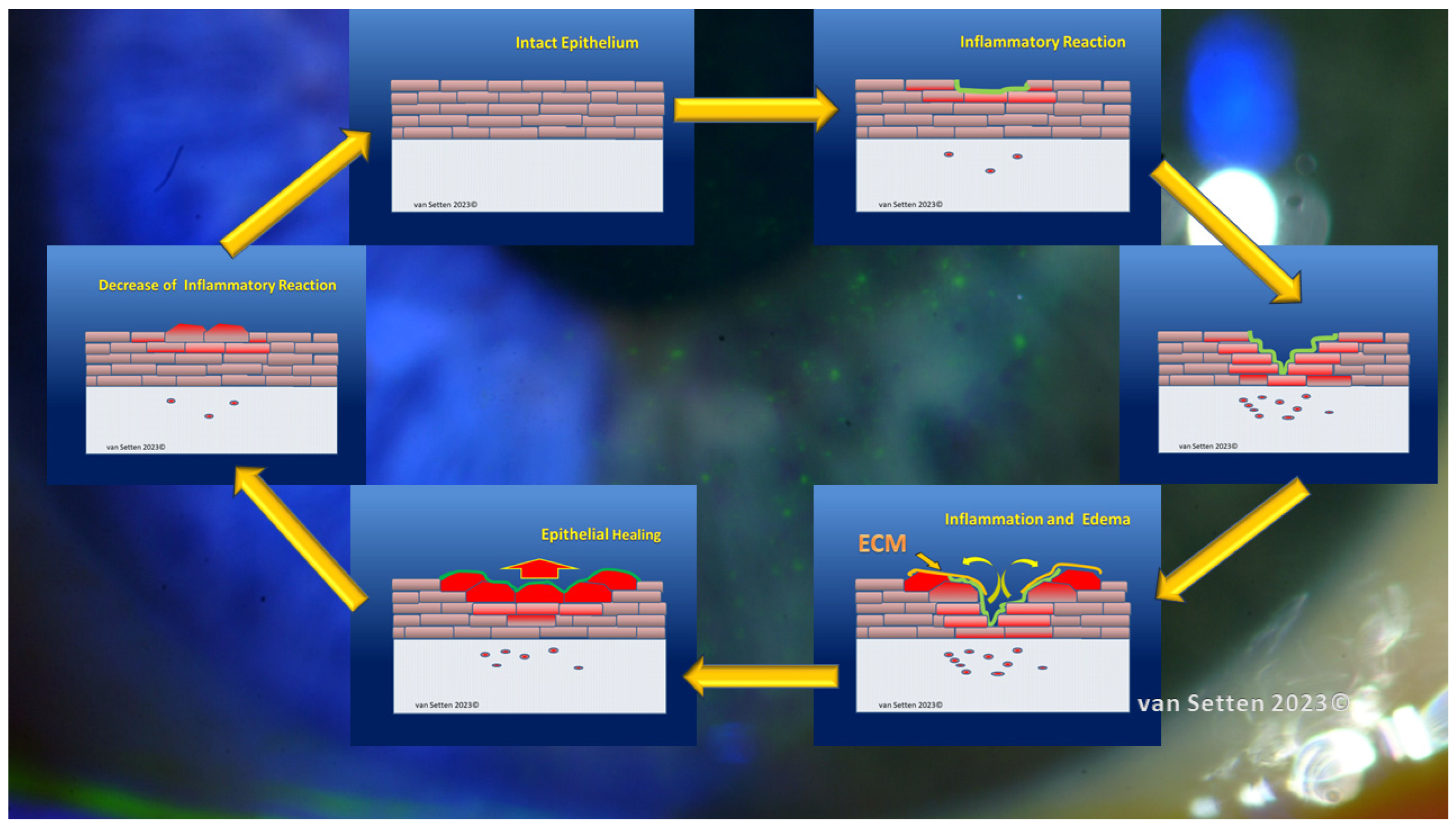 Biomolecules 13 01246 g005 Biomolecules 13 01246 g005