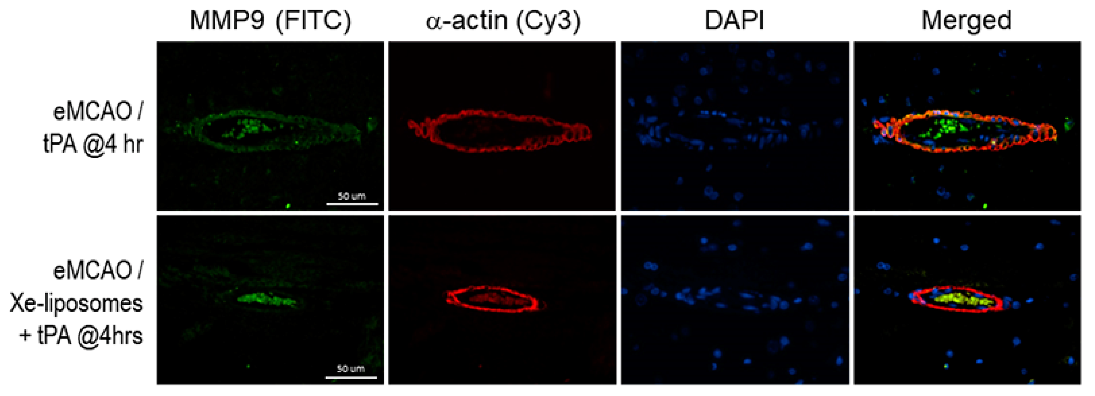 Biomolecules 13 01256 g007