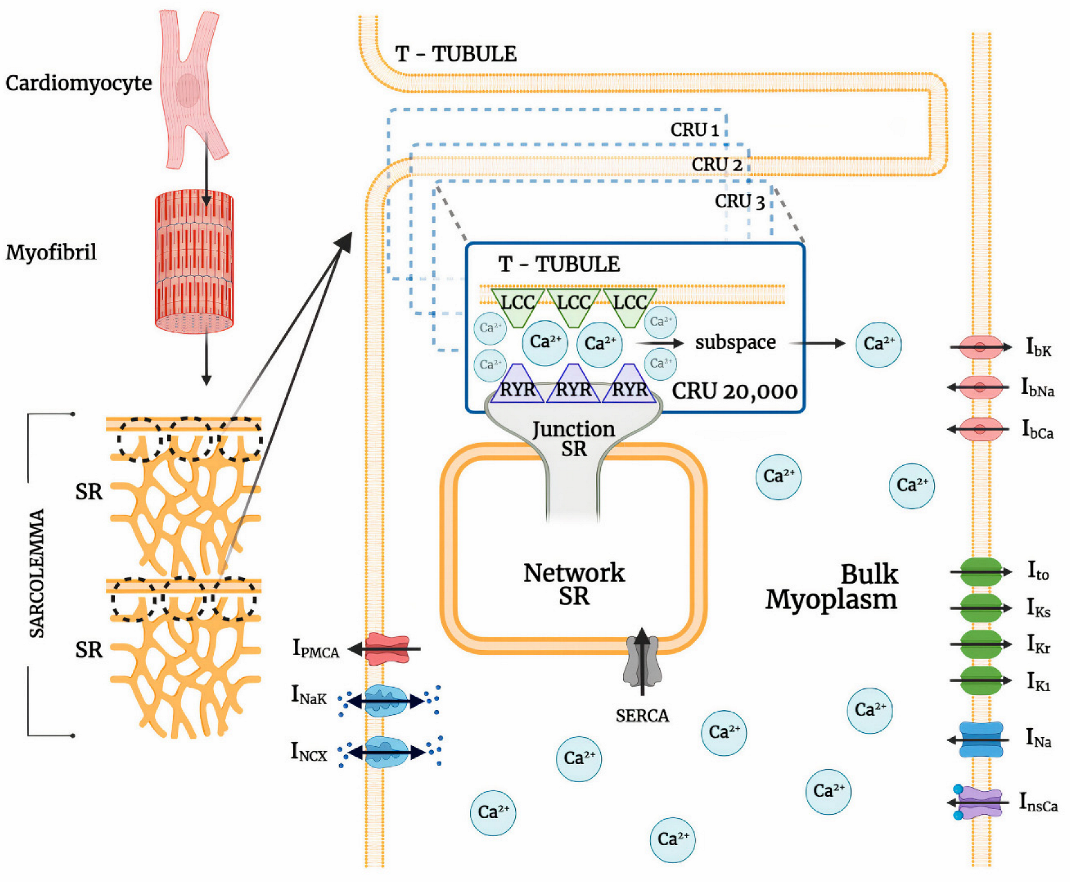Biomolecules 13 01259 g001