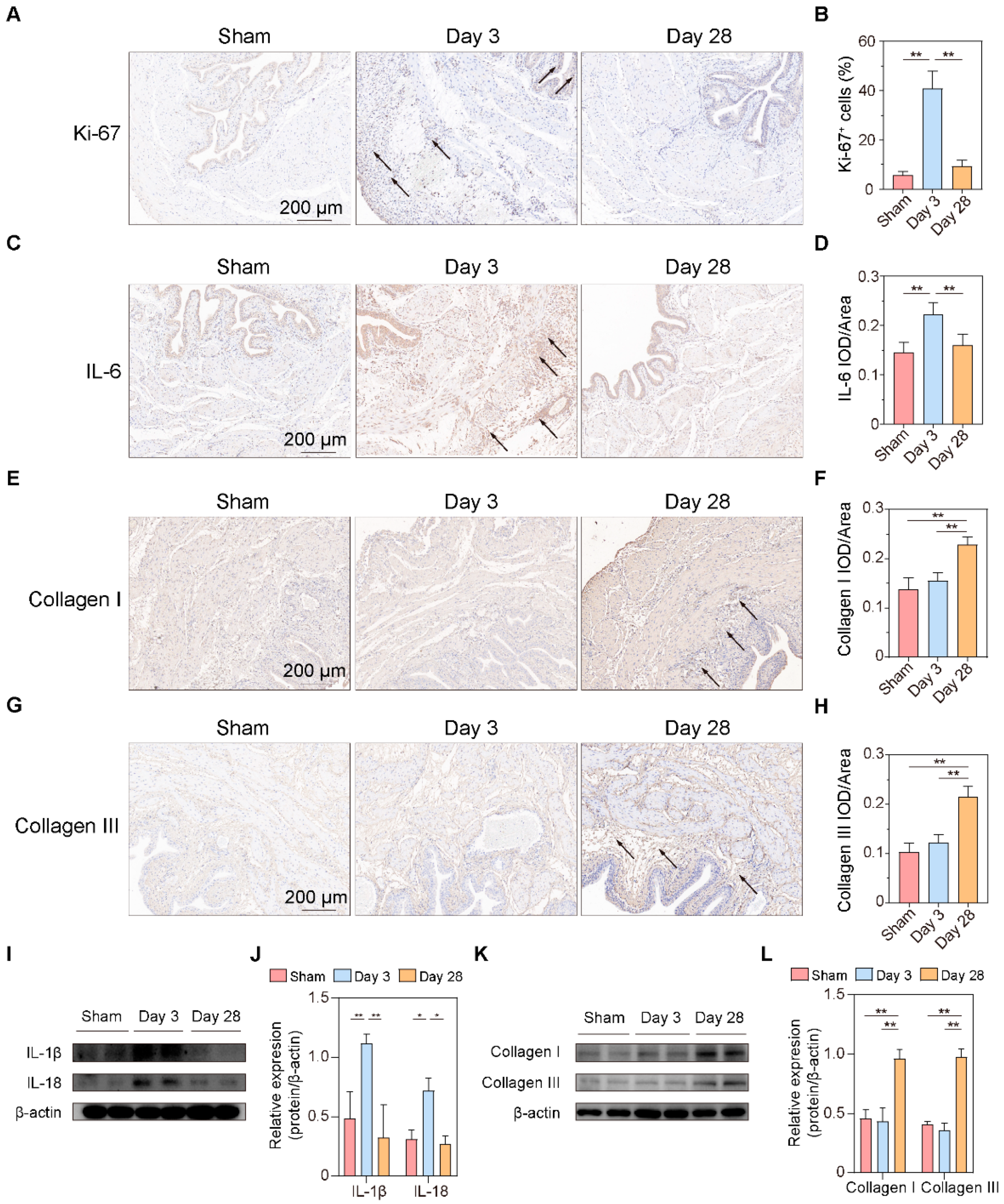 Biomolecules 13 01260 g006
