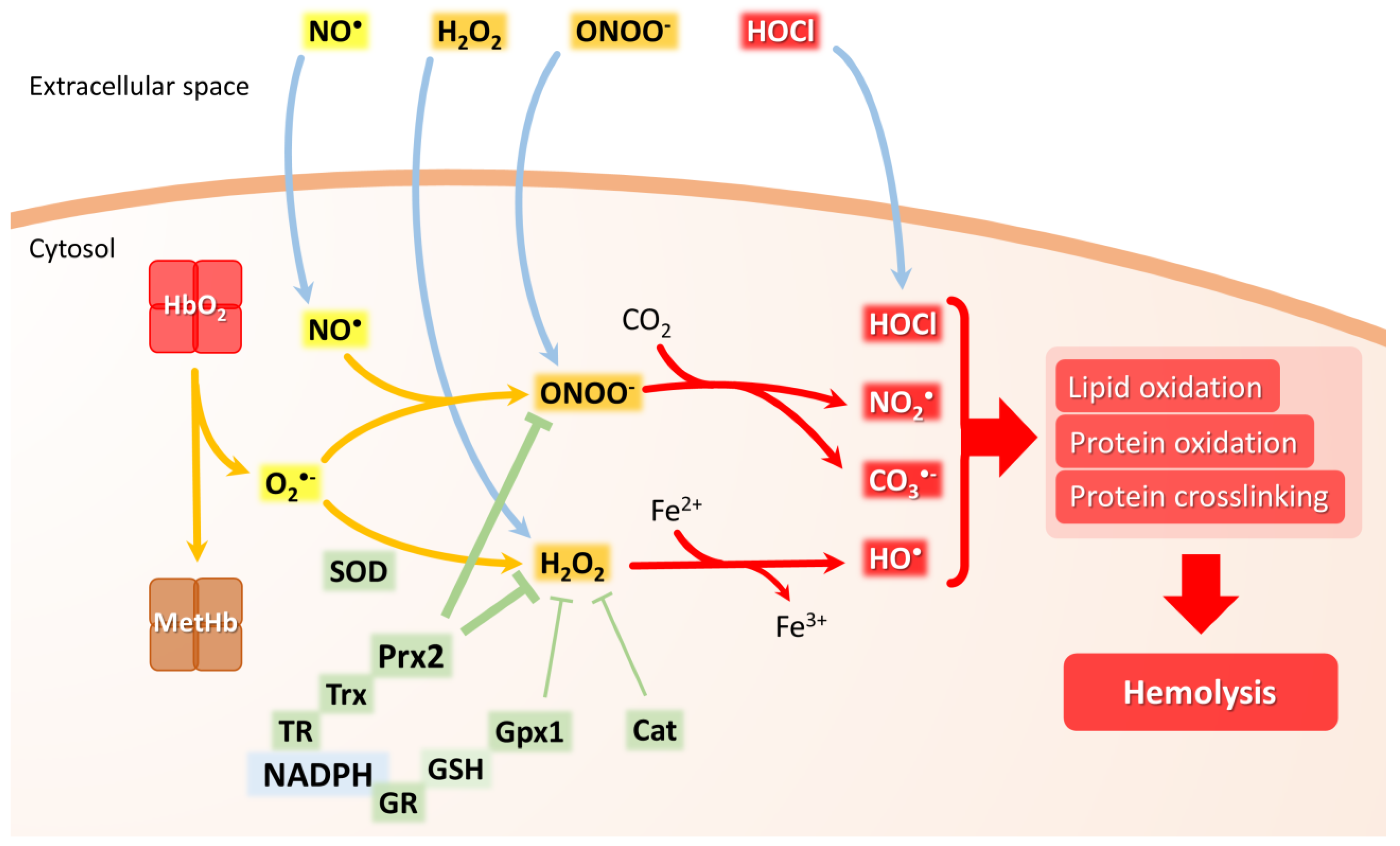 Biomolecules 13 01262 g001