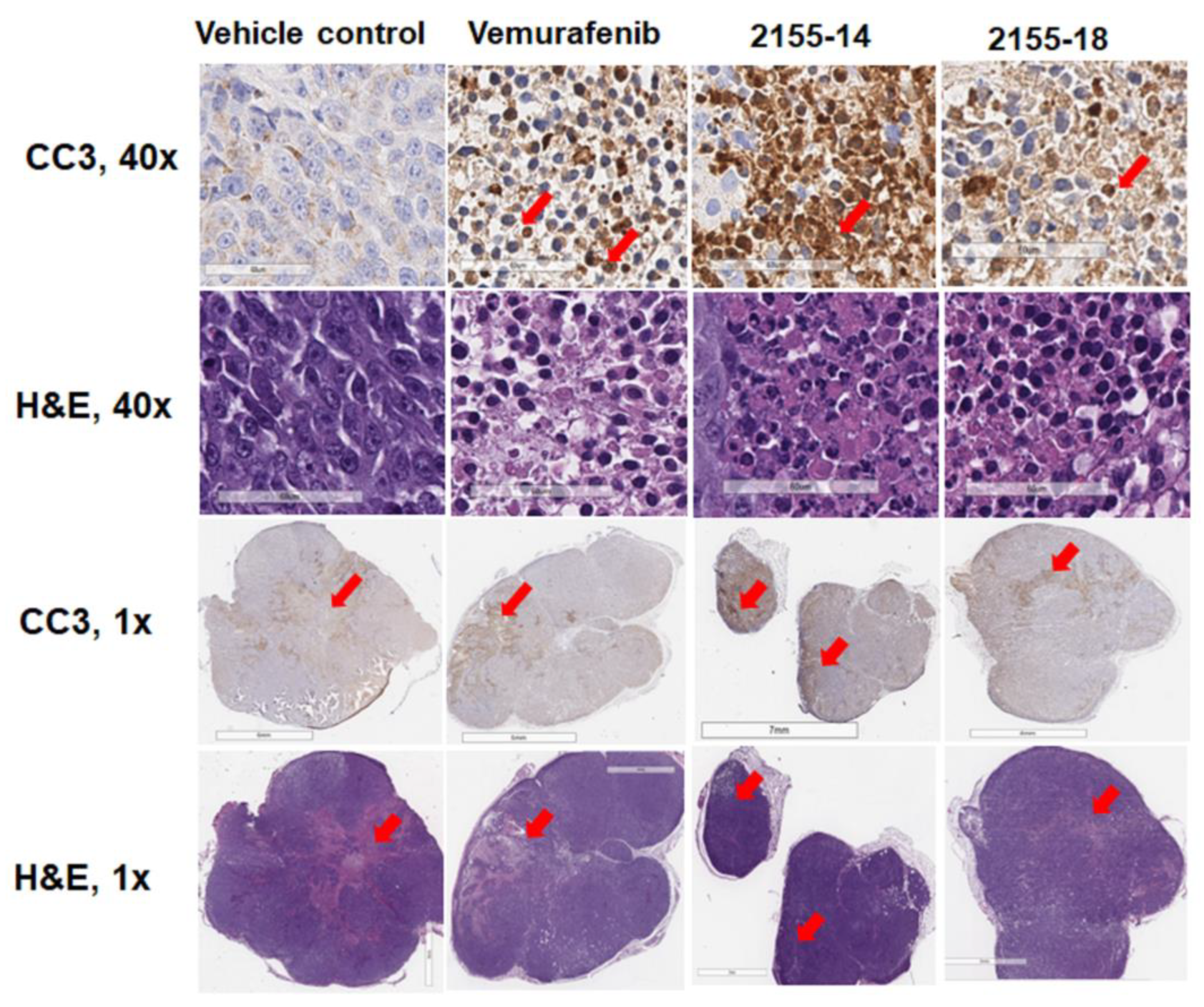 Biomolecules 13 01276 g004
