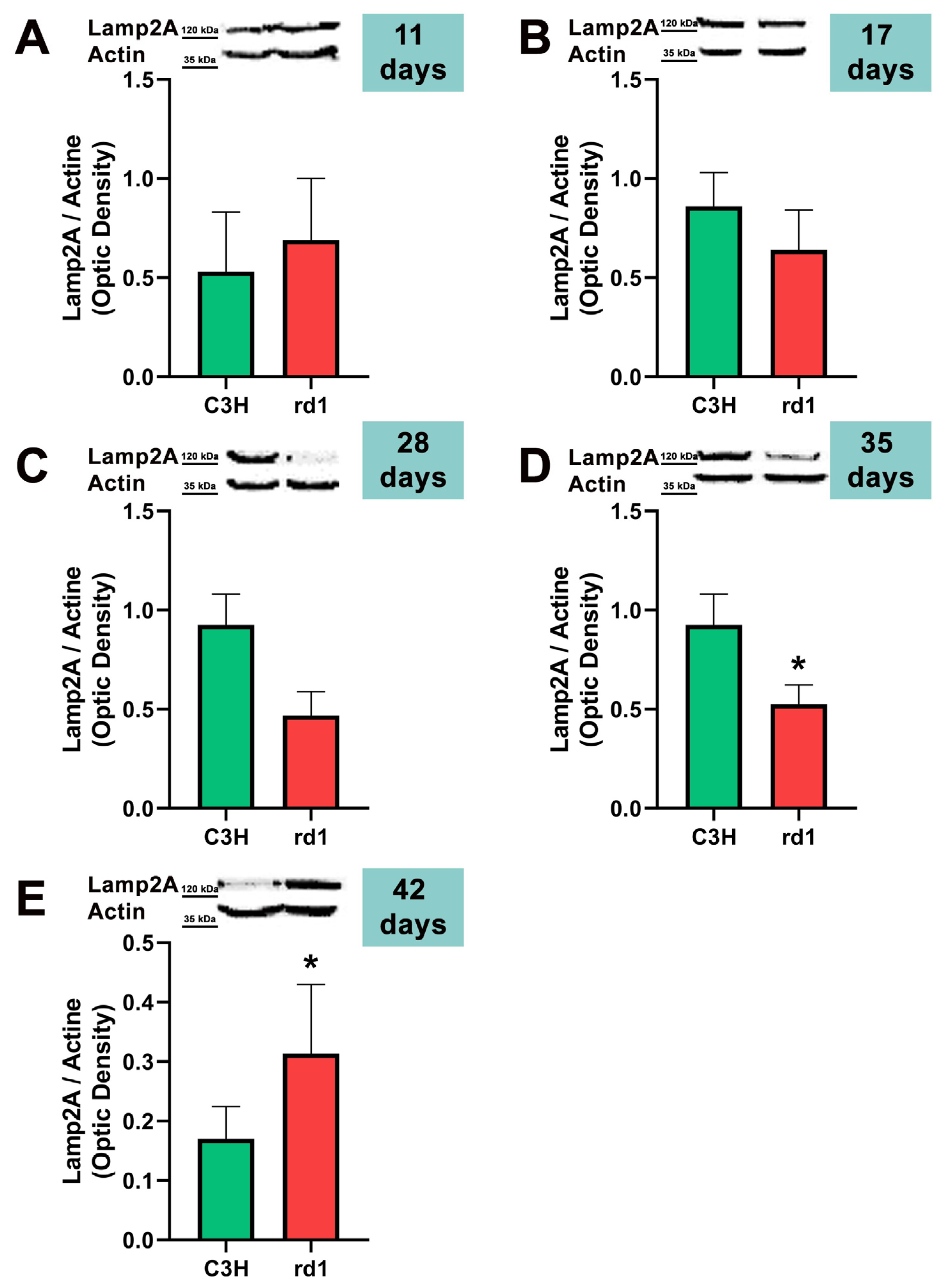 Biomolecules 13 01277 g007 Biomolecules 13 01277 g007