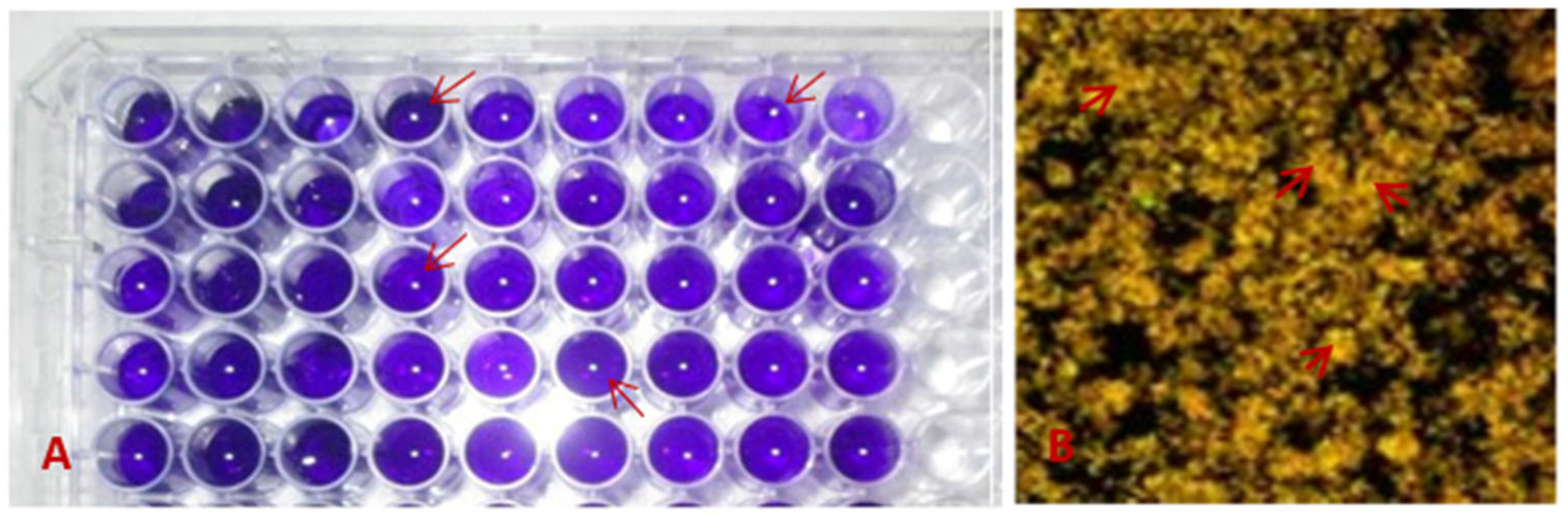 Biomolecules 13 01292 g001