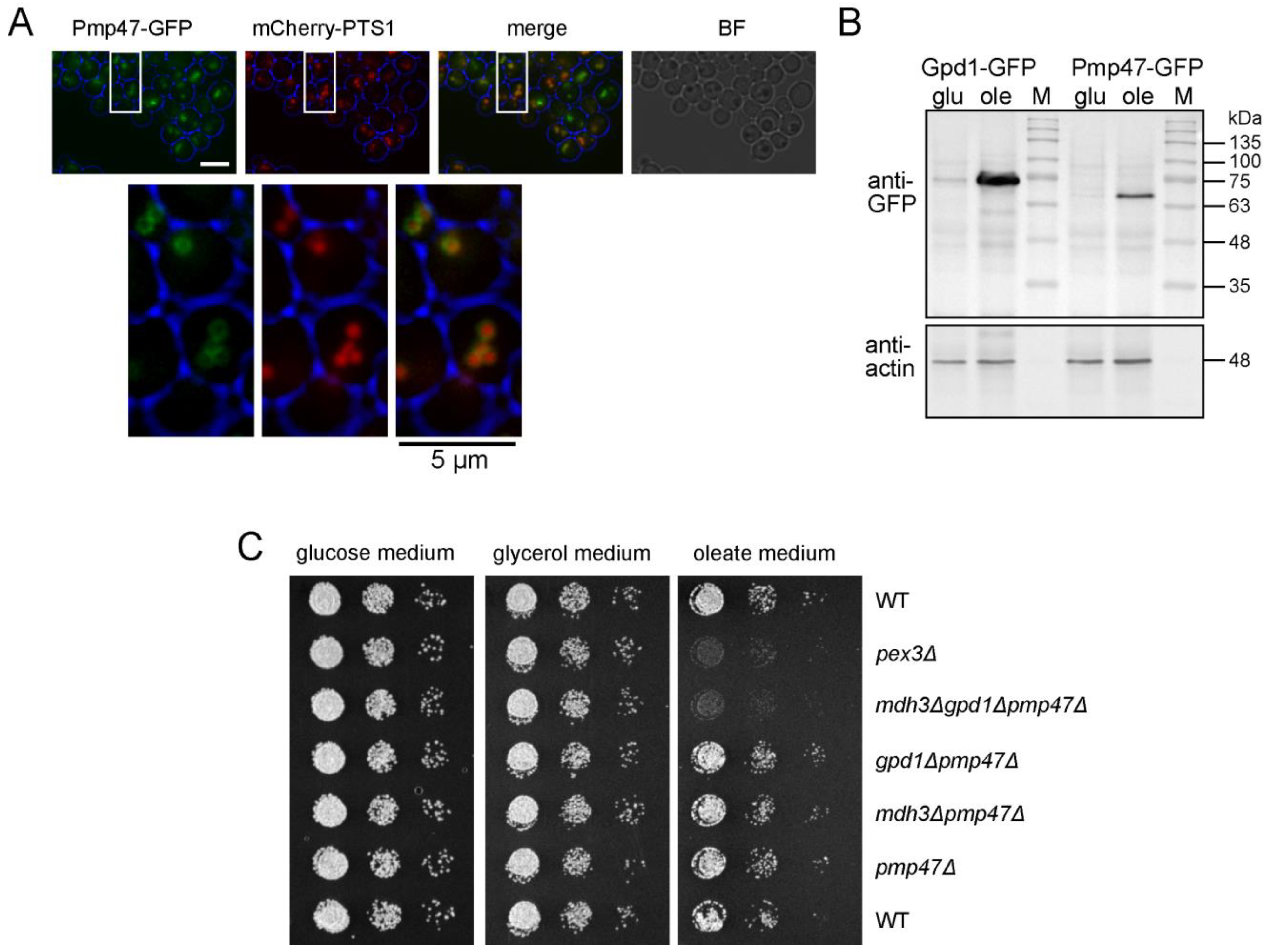 Biomolecules 13 01294 g003