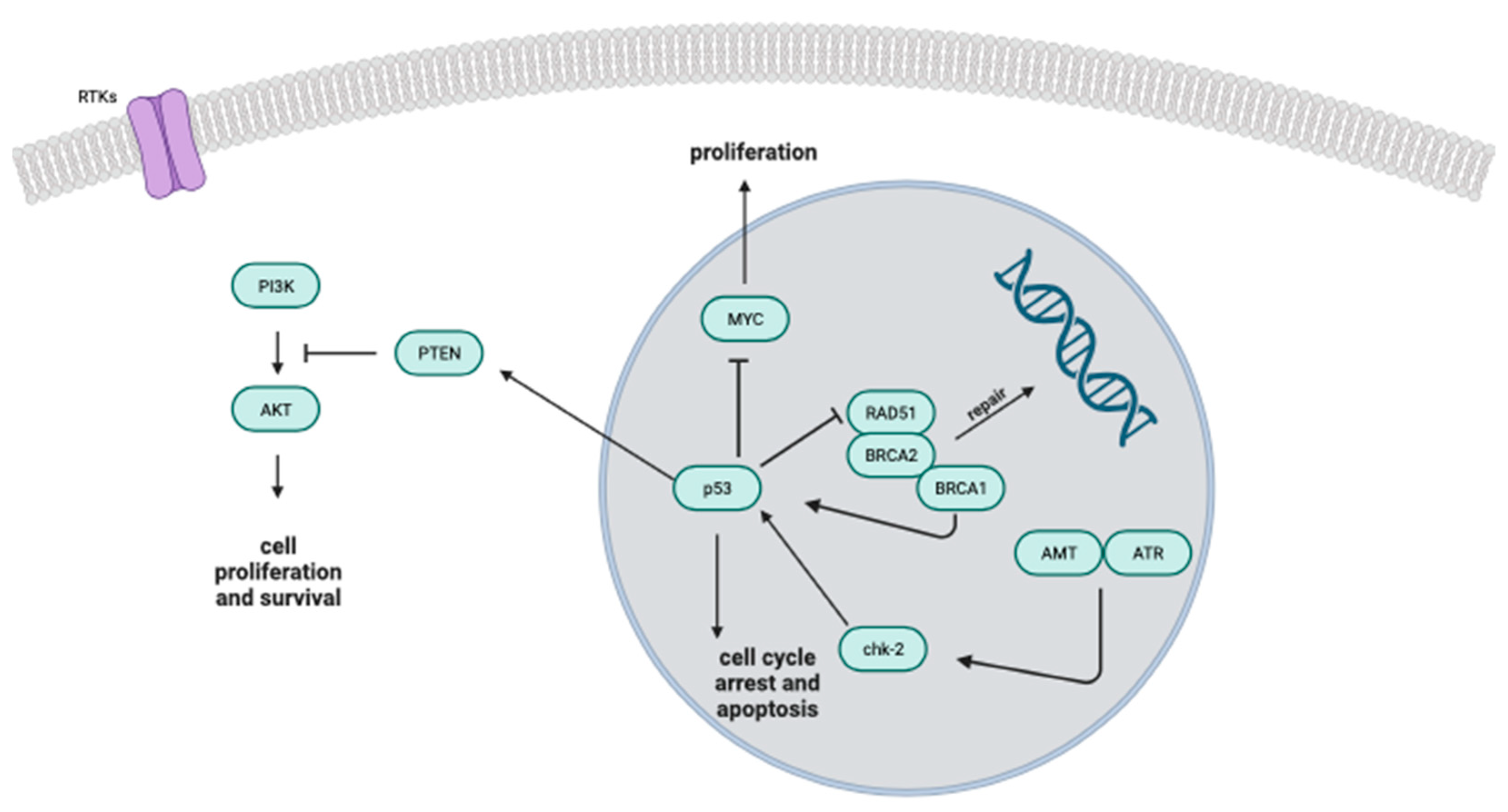 Biomolecules 13 01296 g004