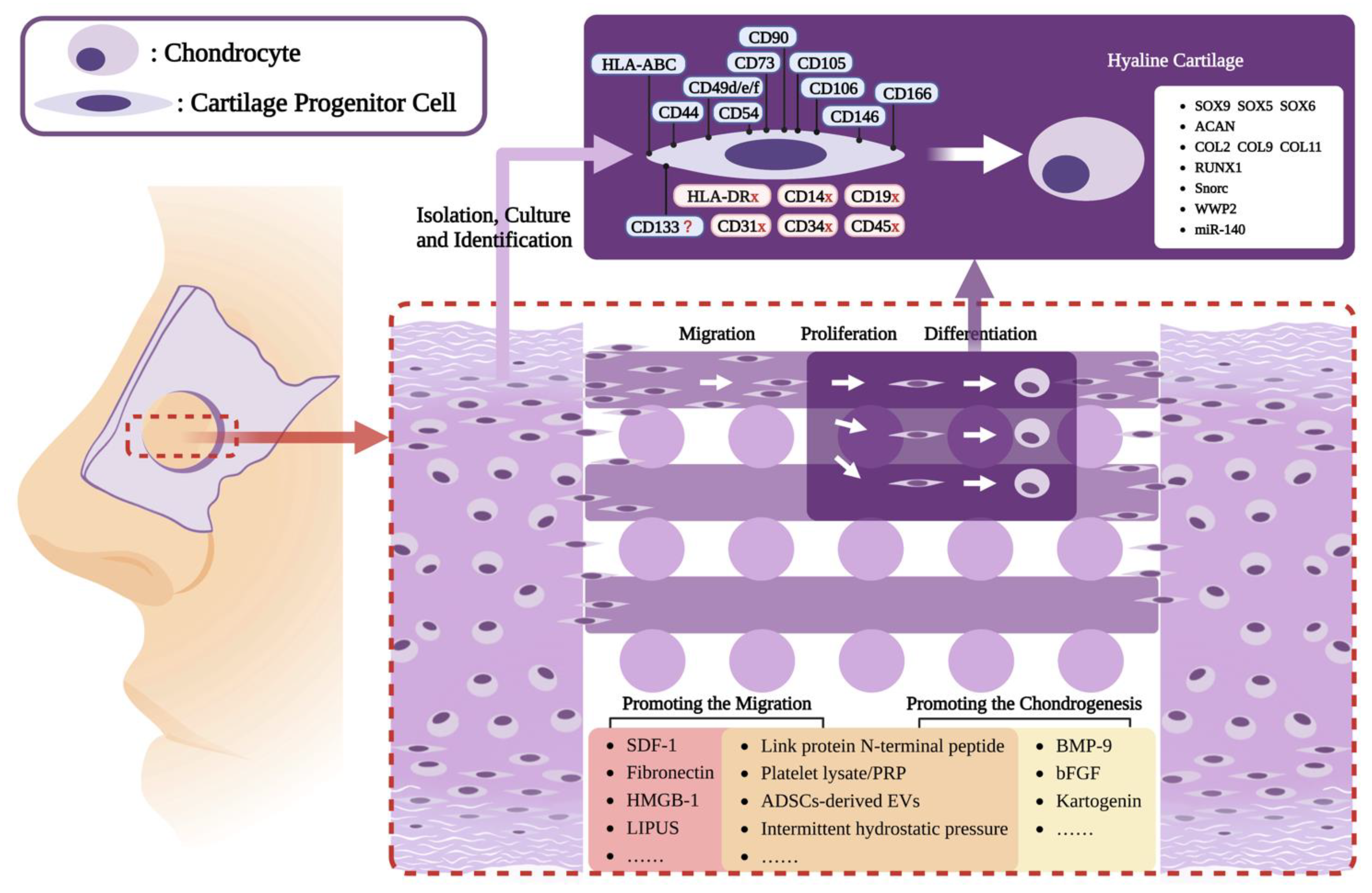 Achieving Nasal Septal Cartilage In Situ Regeneration: Focus on Cartilage Progenitor Cells Achieving Nasal Septal Cartilage In Situ Regeneration: Focus on Cartilage Progenitor Cells