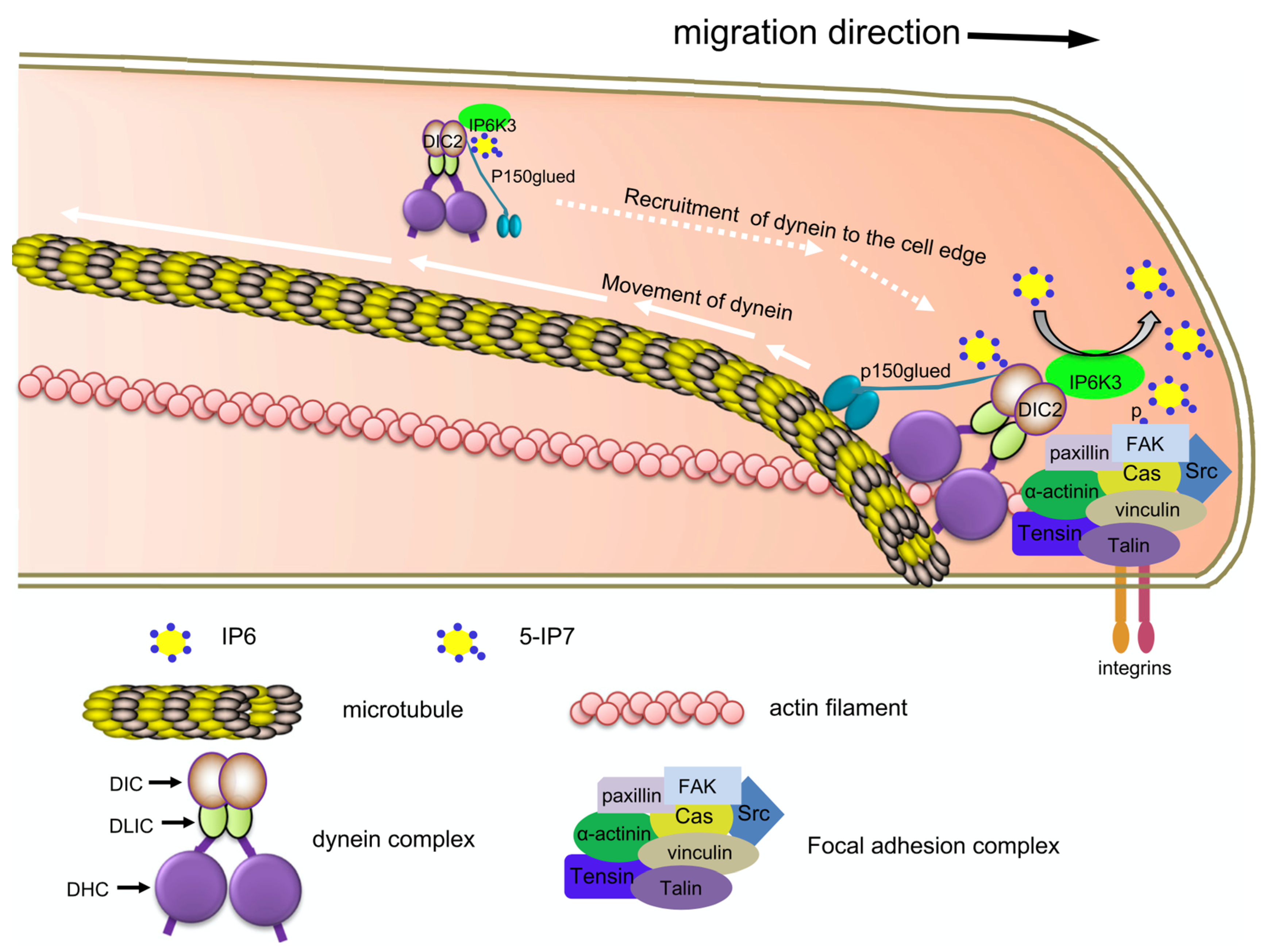 Biomolecules 13 01317 g003 Biomolecules 13 01317 g003