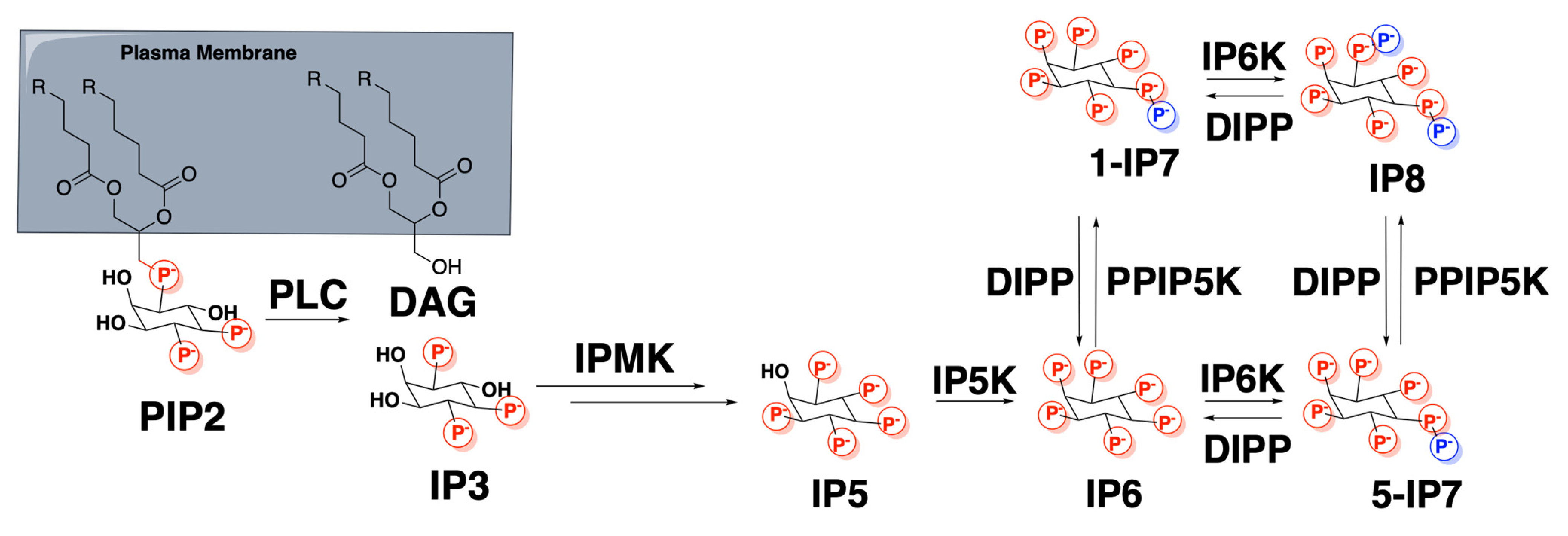 Biomolecules 13 01317 sch001 Biomolecules 13 01317 sch001