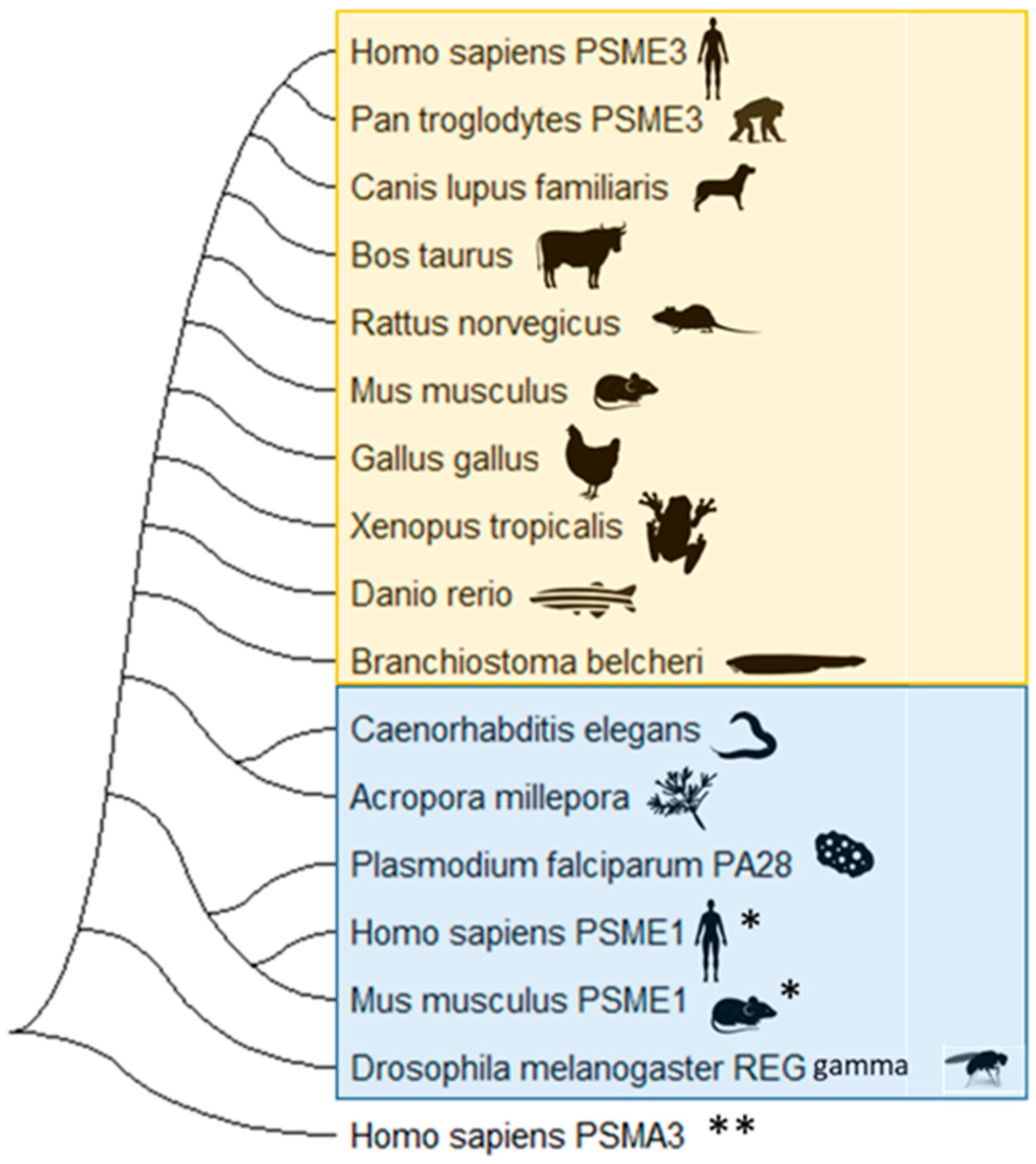 Biomolecules 13 01326 g003