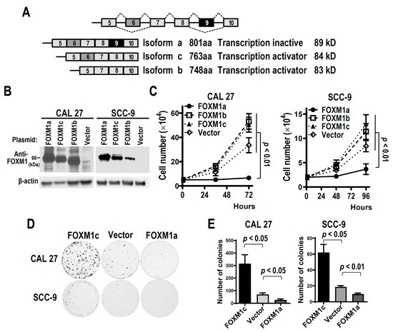 FOXM1a Isoform of Oncogene FOXM1 Is a Tumor Suppressor Suppressed