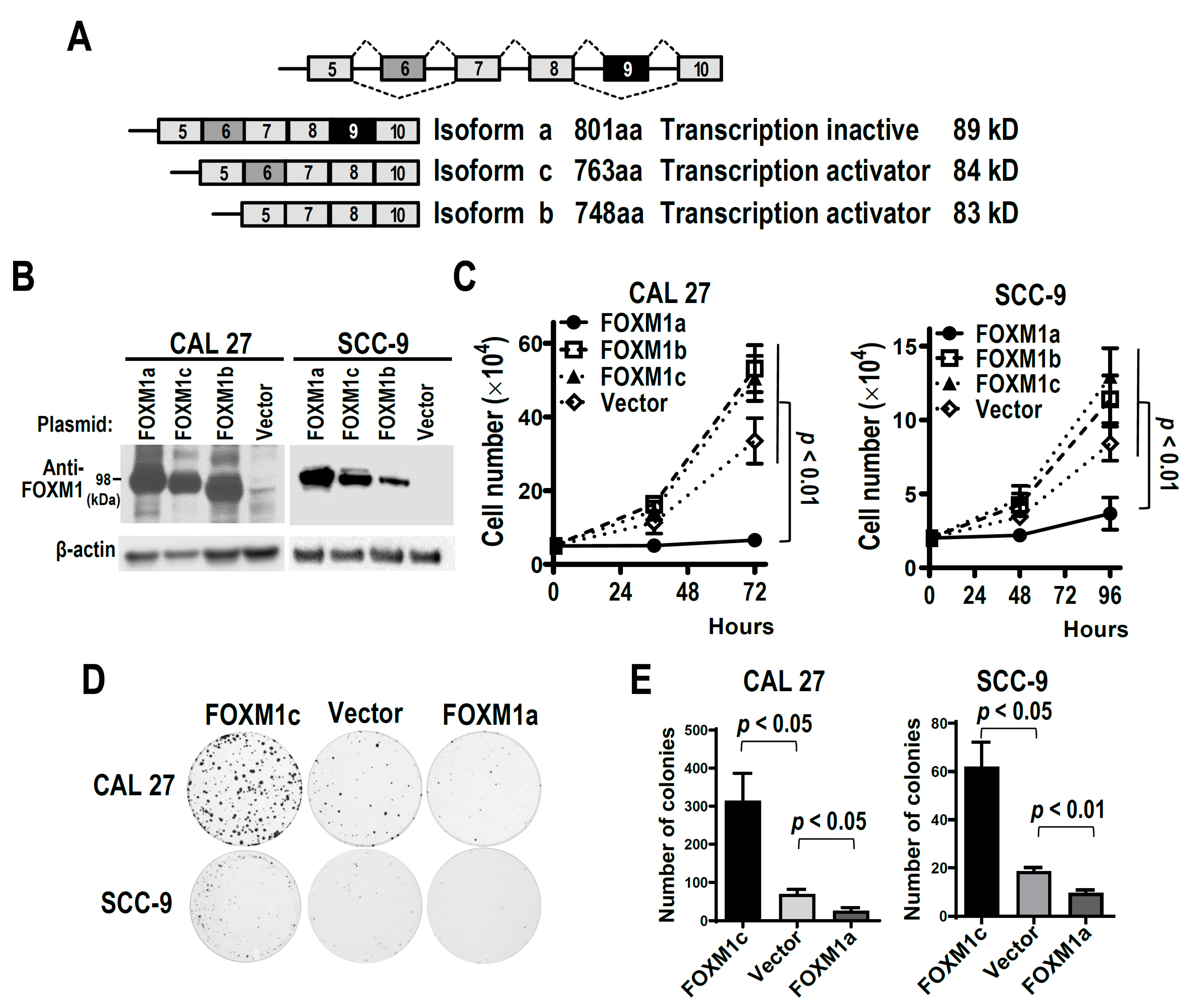 FOXM1a Isoform of Oncogene FOXM1 Is a Tumor Suppressor