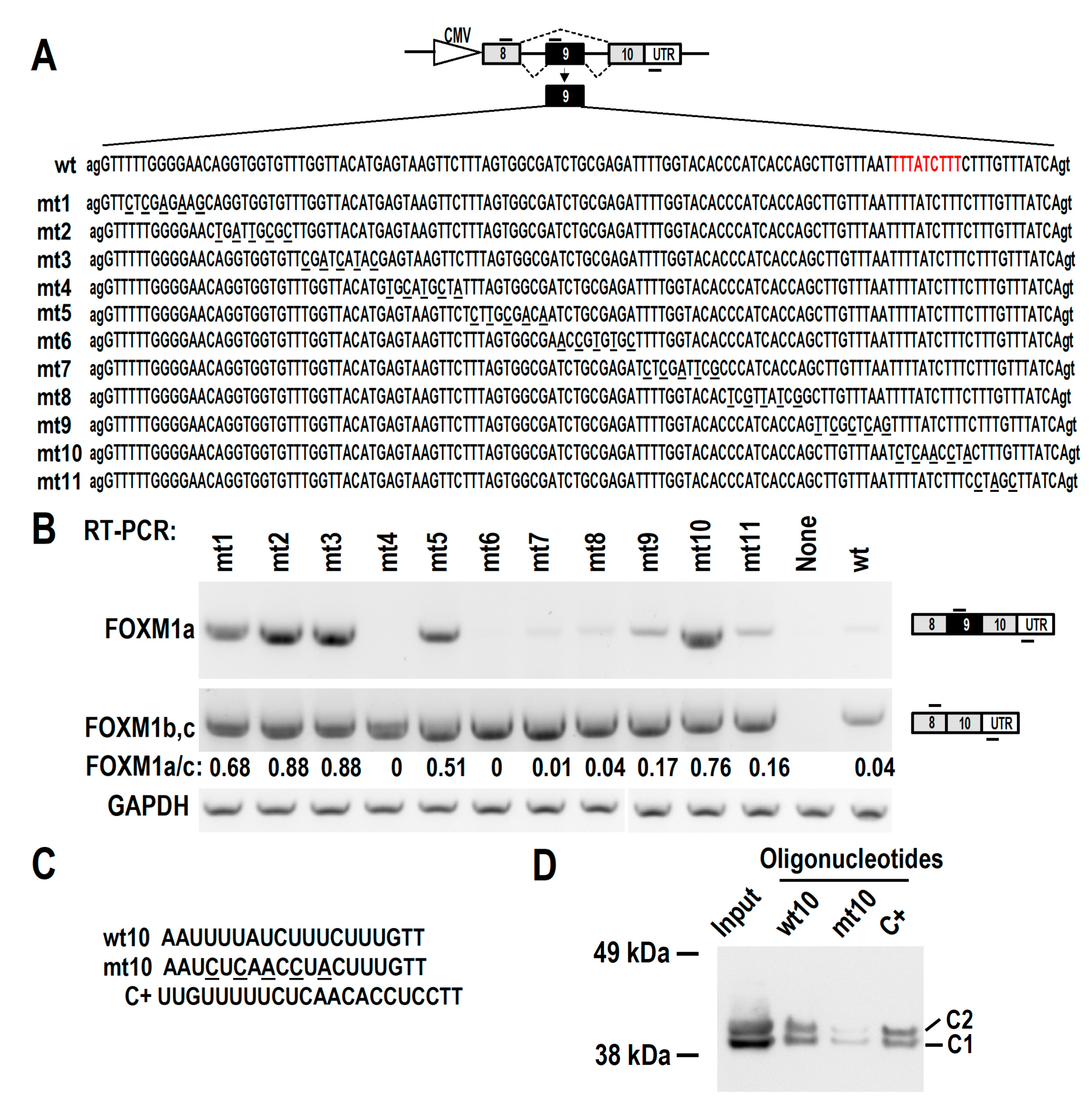 Biomolecules 13 01331 g004