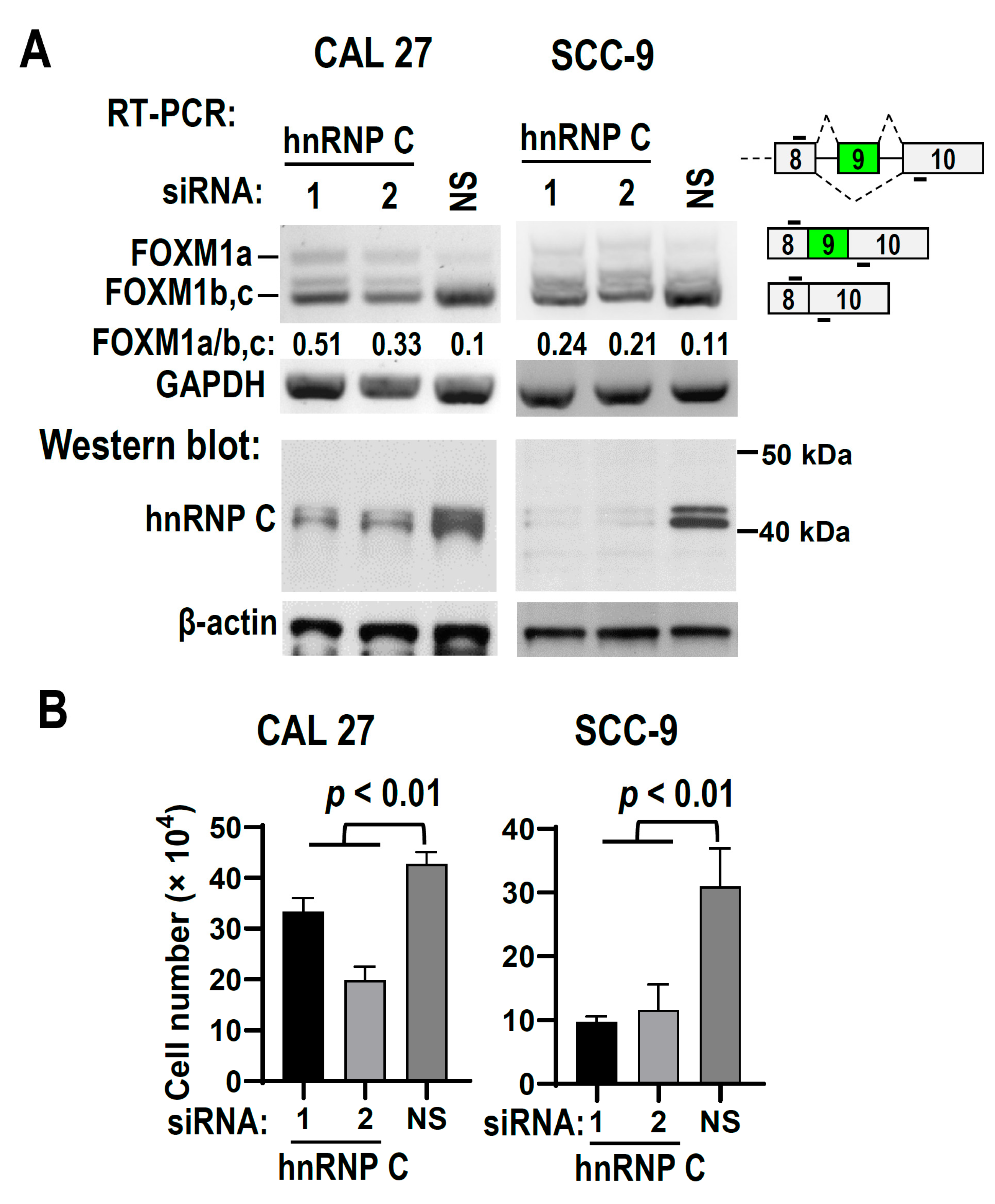 Biomolecules 13 01331 g005