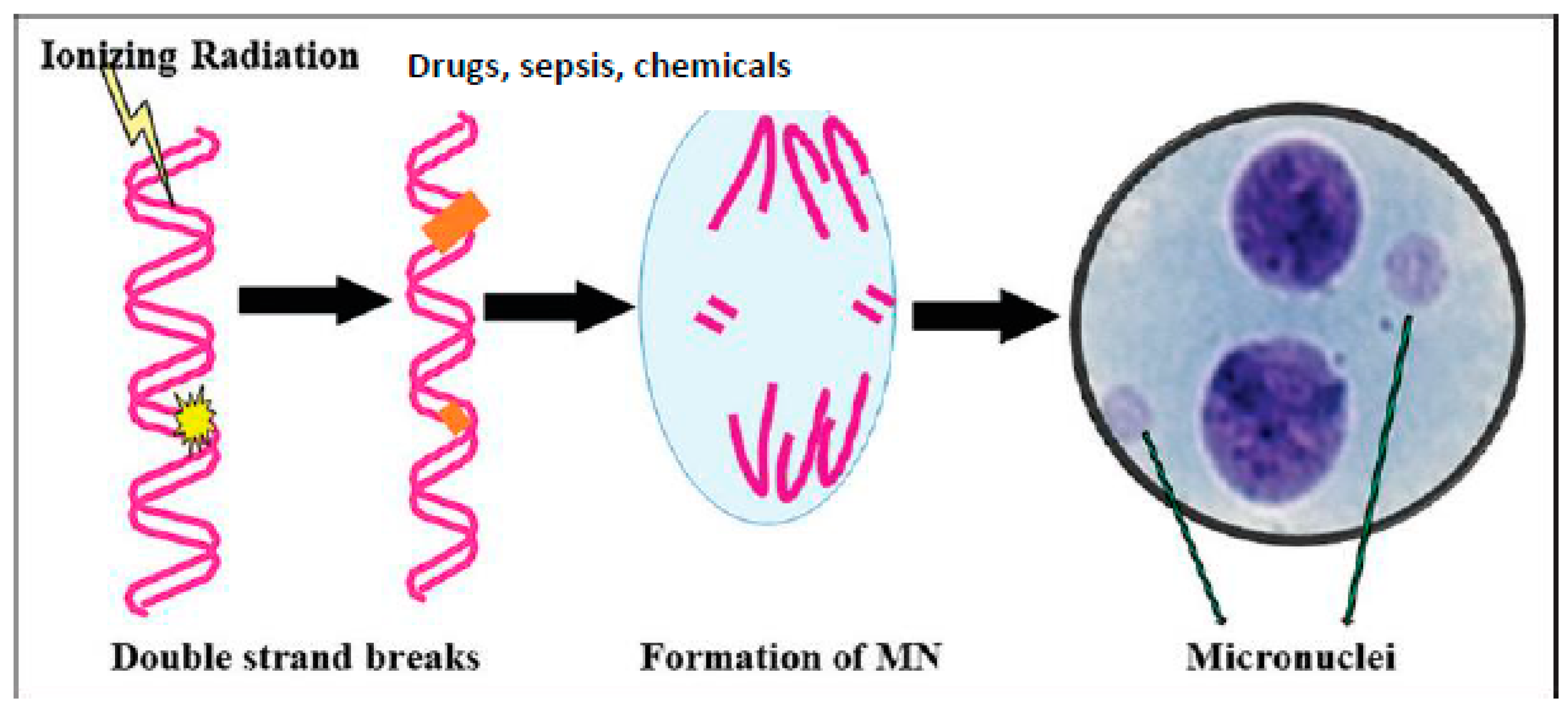 Biomolecules 13 01332 g002
