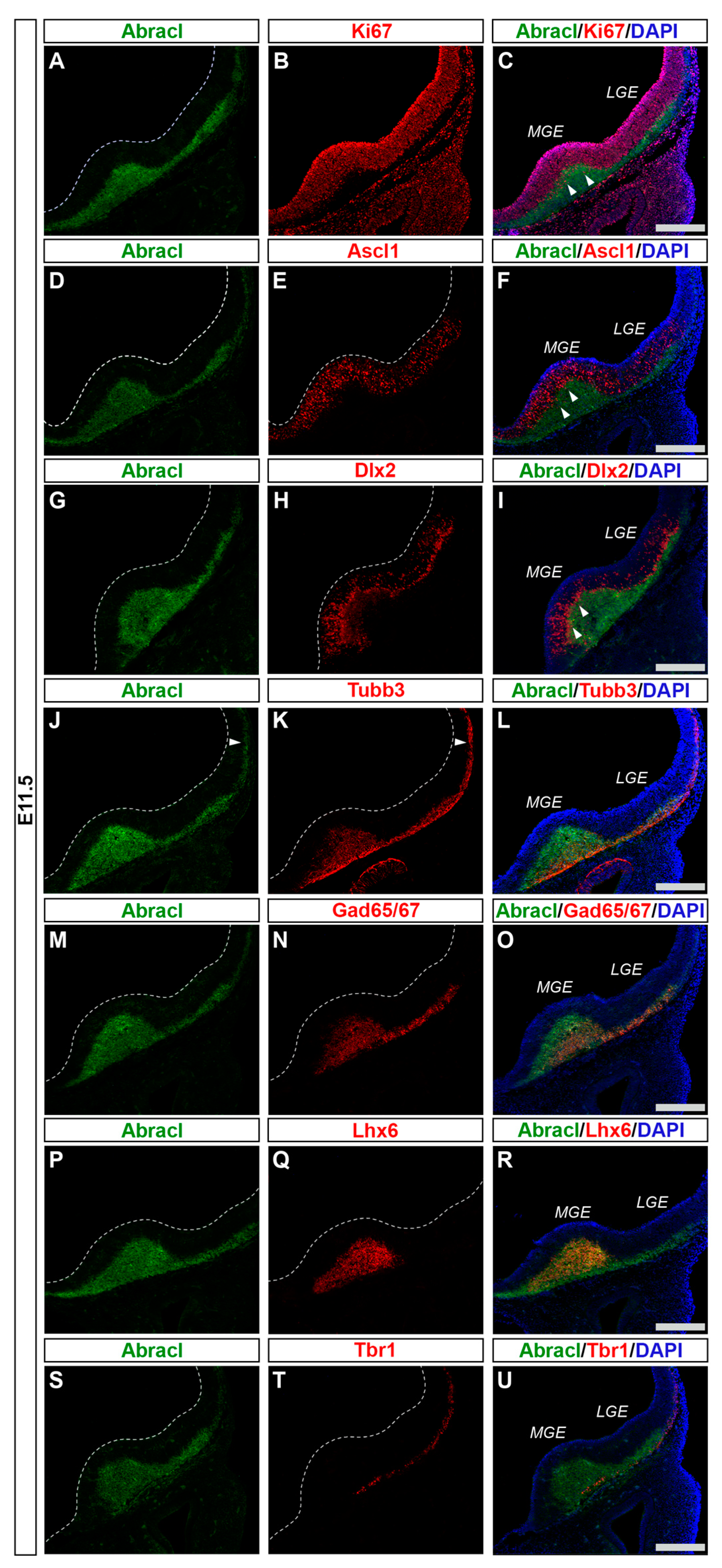 Biomolecules 13 01337 g001