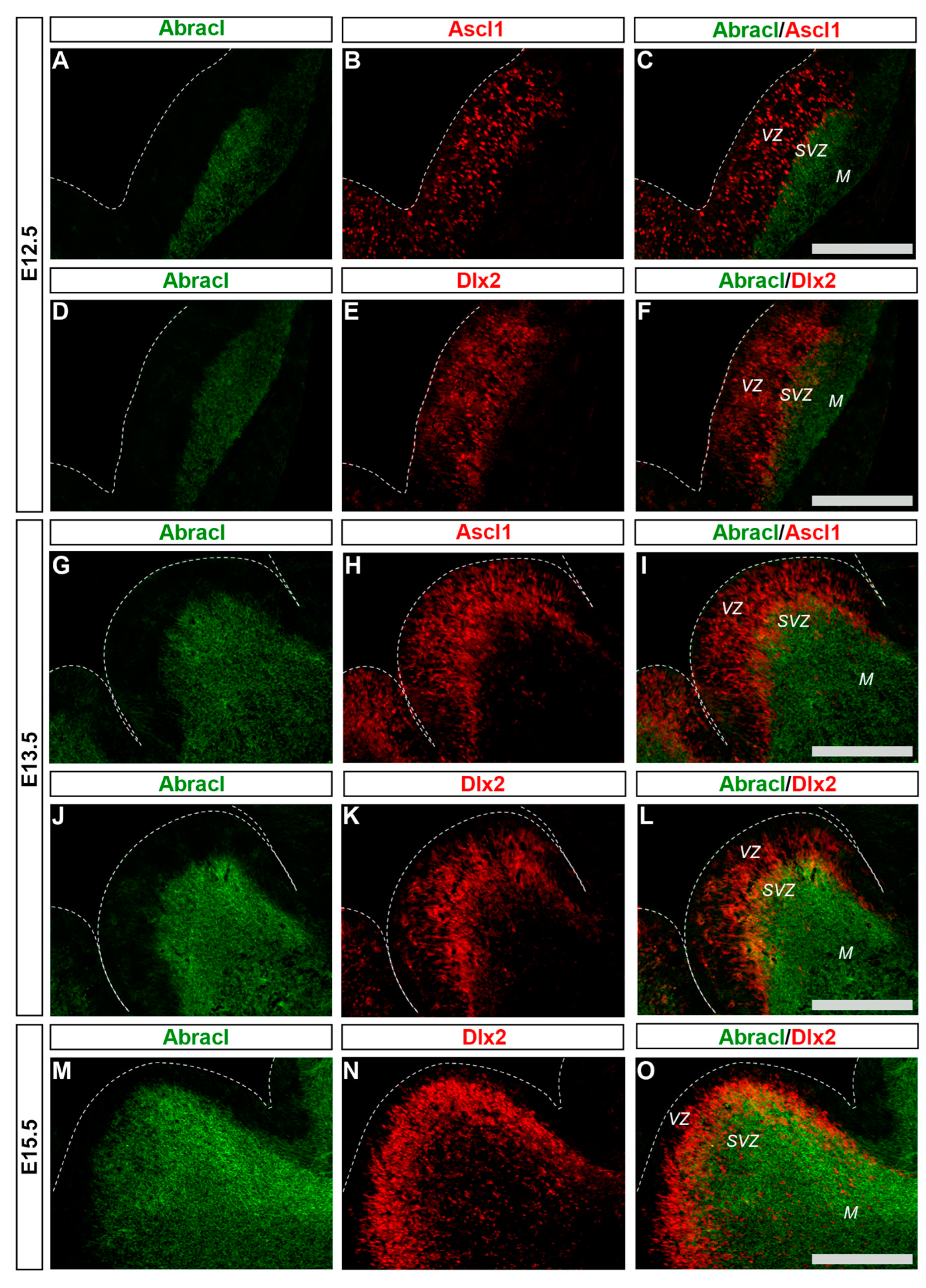 Biomolecules 13 01337 g002