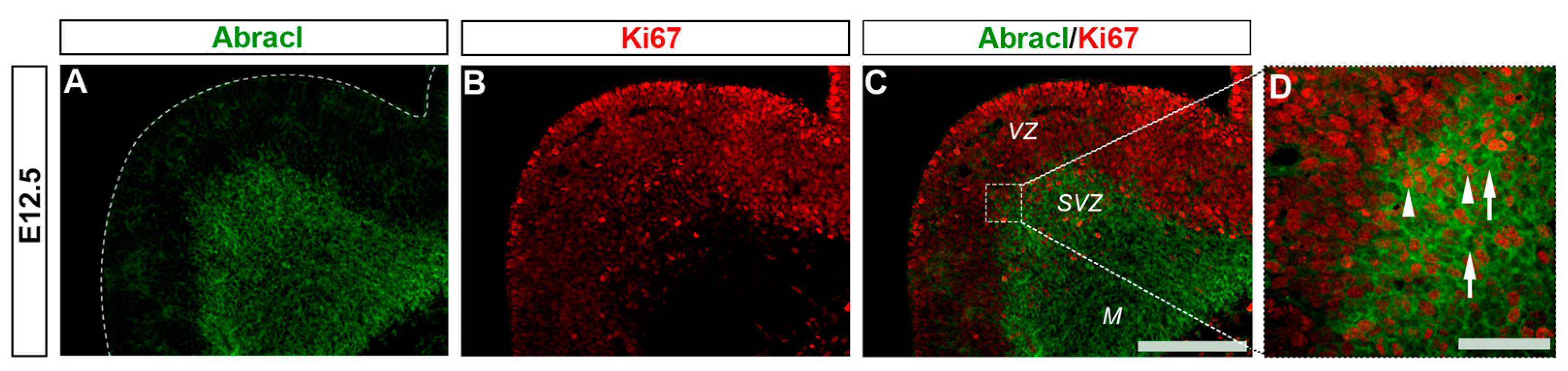 Biomolecules 13 01337 g004