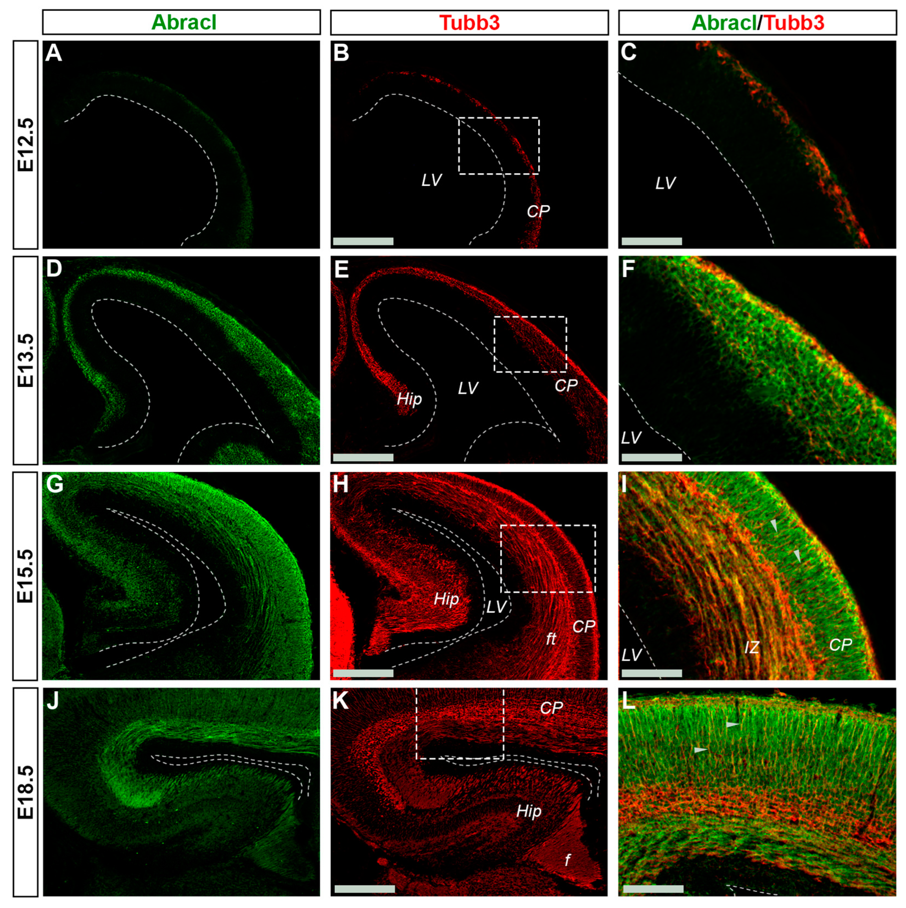 Biomolecules 13 01337 g008