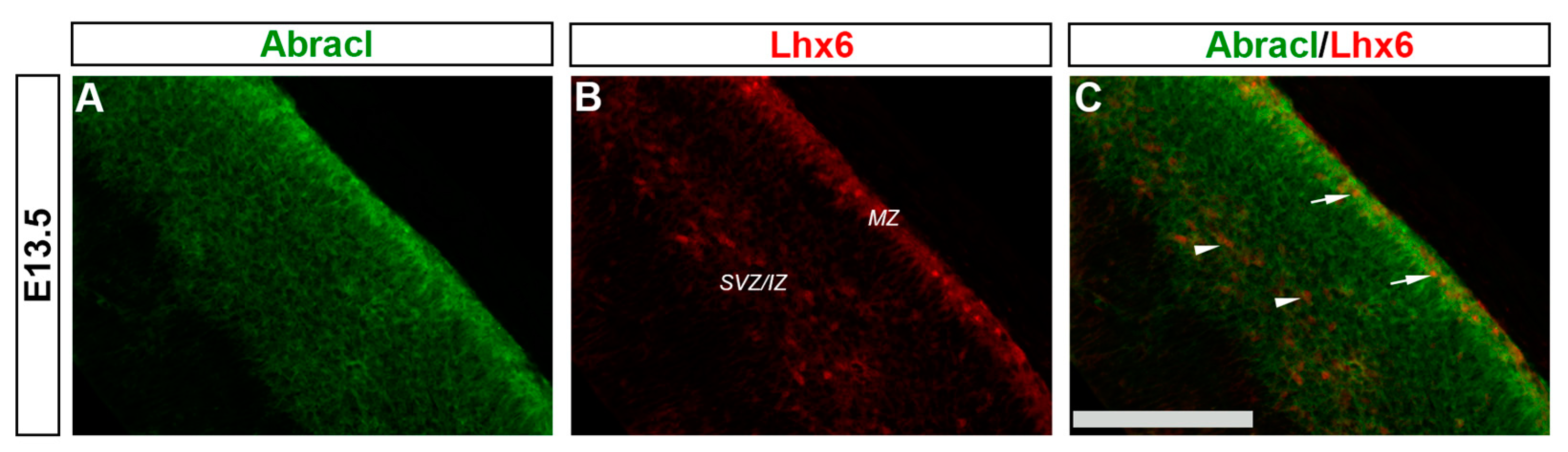 Biomolecules 13 01337 g011