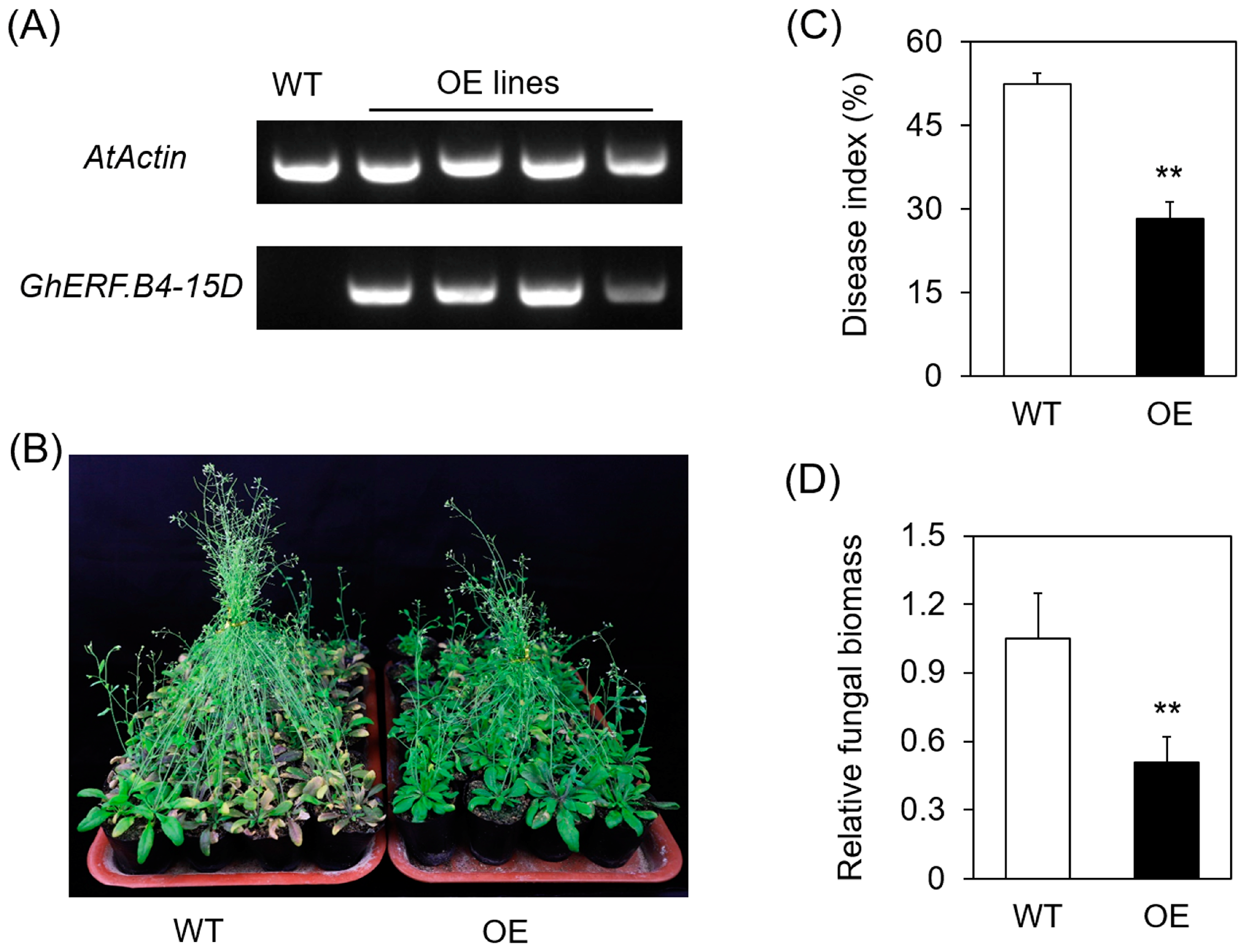 Biomolecules 13 01348 g006 Biomolecules 13 01348 g006