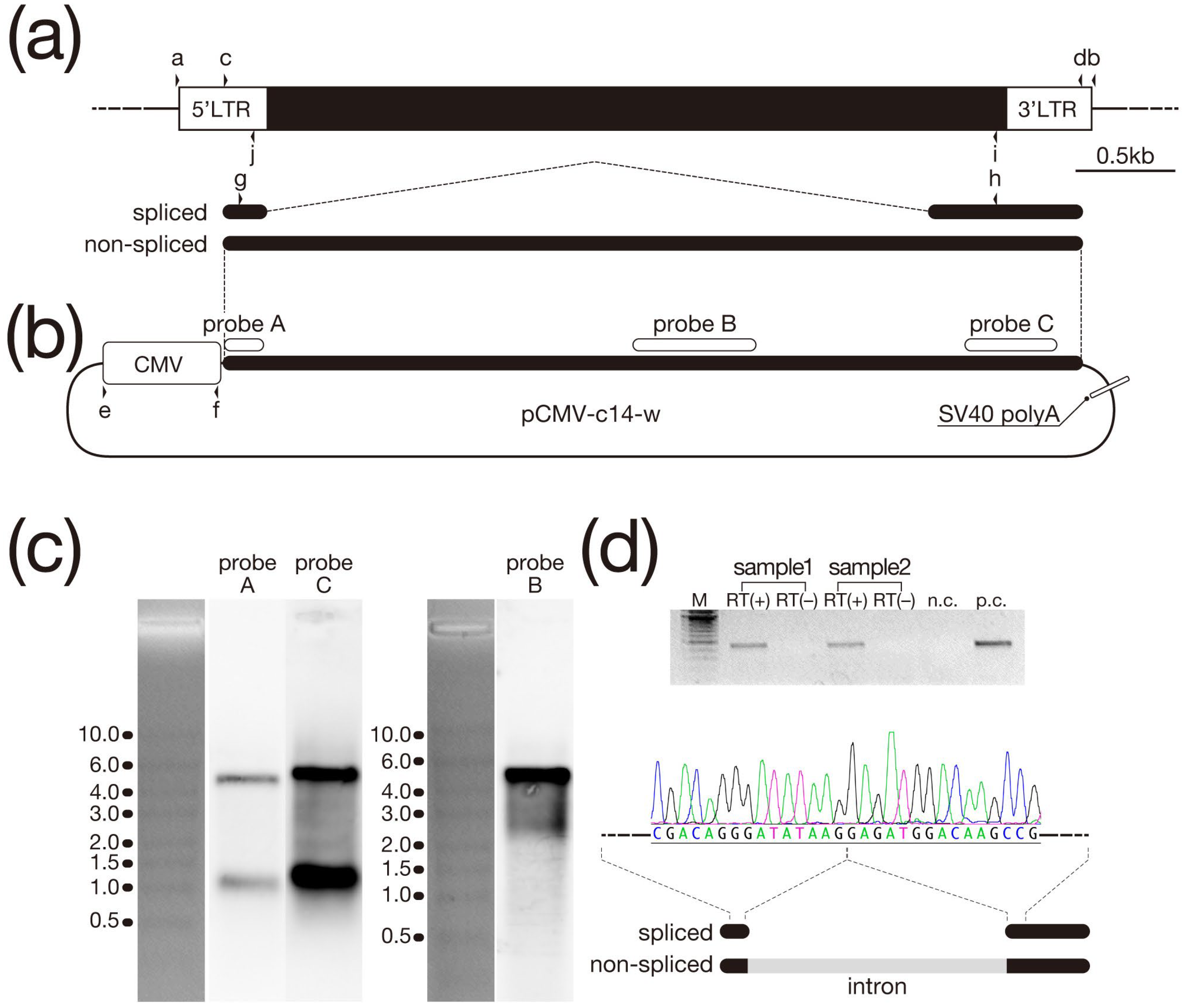 Biomolecules 13 01378 g001