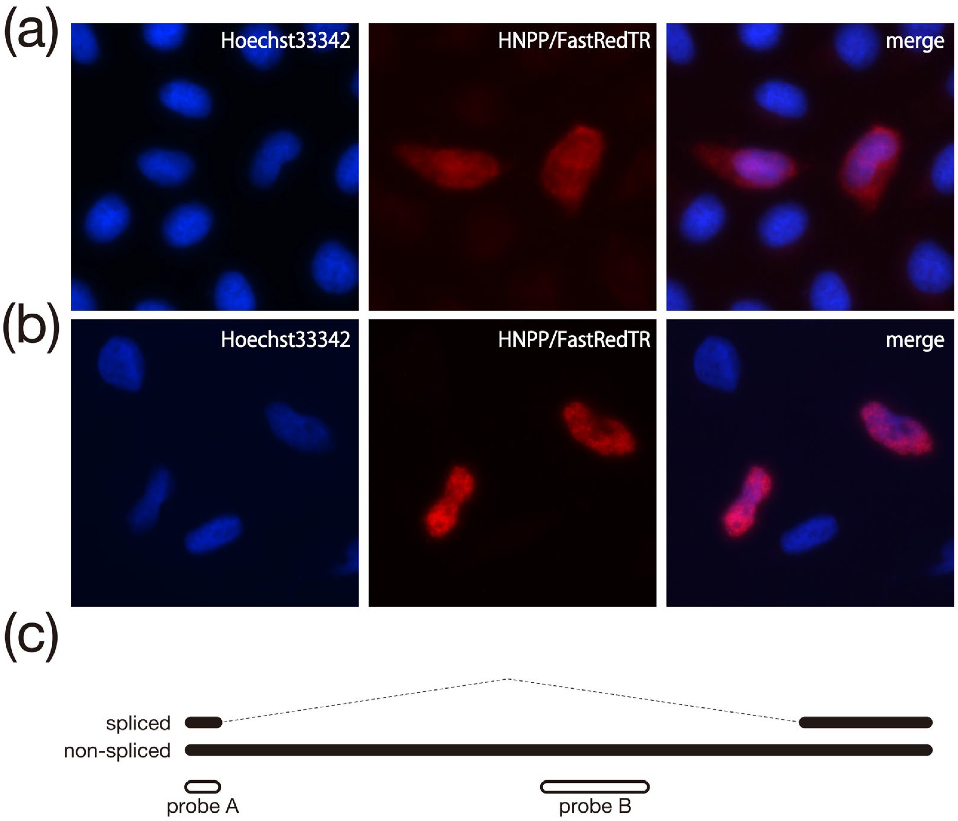 Biomolecules 13 01378 g003