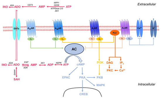 Pharmacology of Adenosine Receptors: Recent Advancements