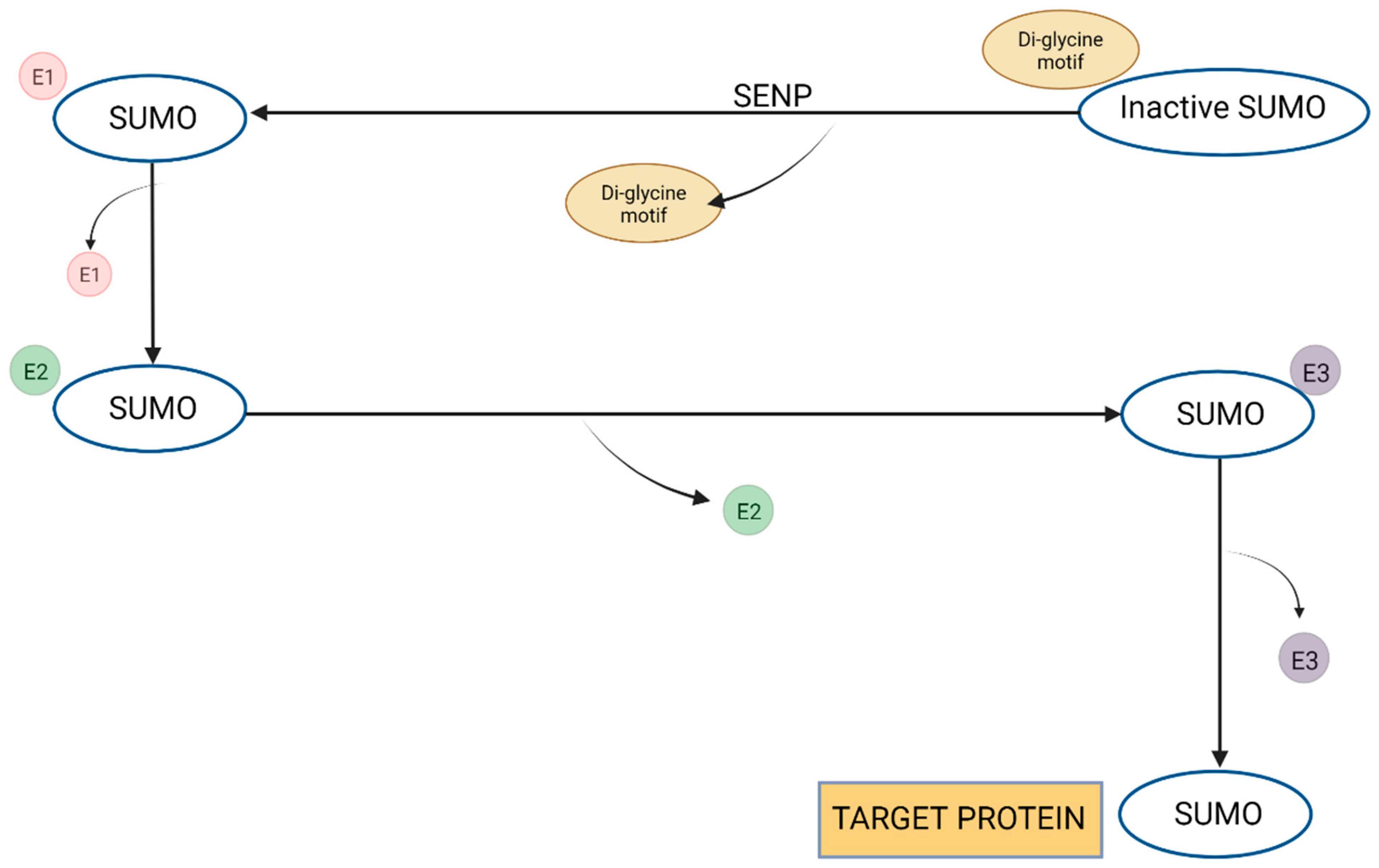 Biomolecules 13 01388 g003 Biomolecules 13 01388 g003