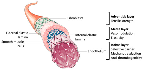 Biological Materials for Tissue-Engineered Vascular Grafts 