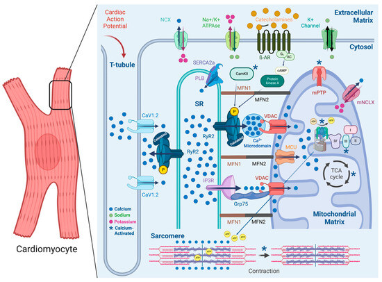Mitochondrial Calcium Overload Plays a Causal Role in Oxidative Stress ...