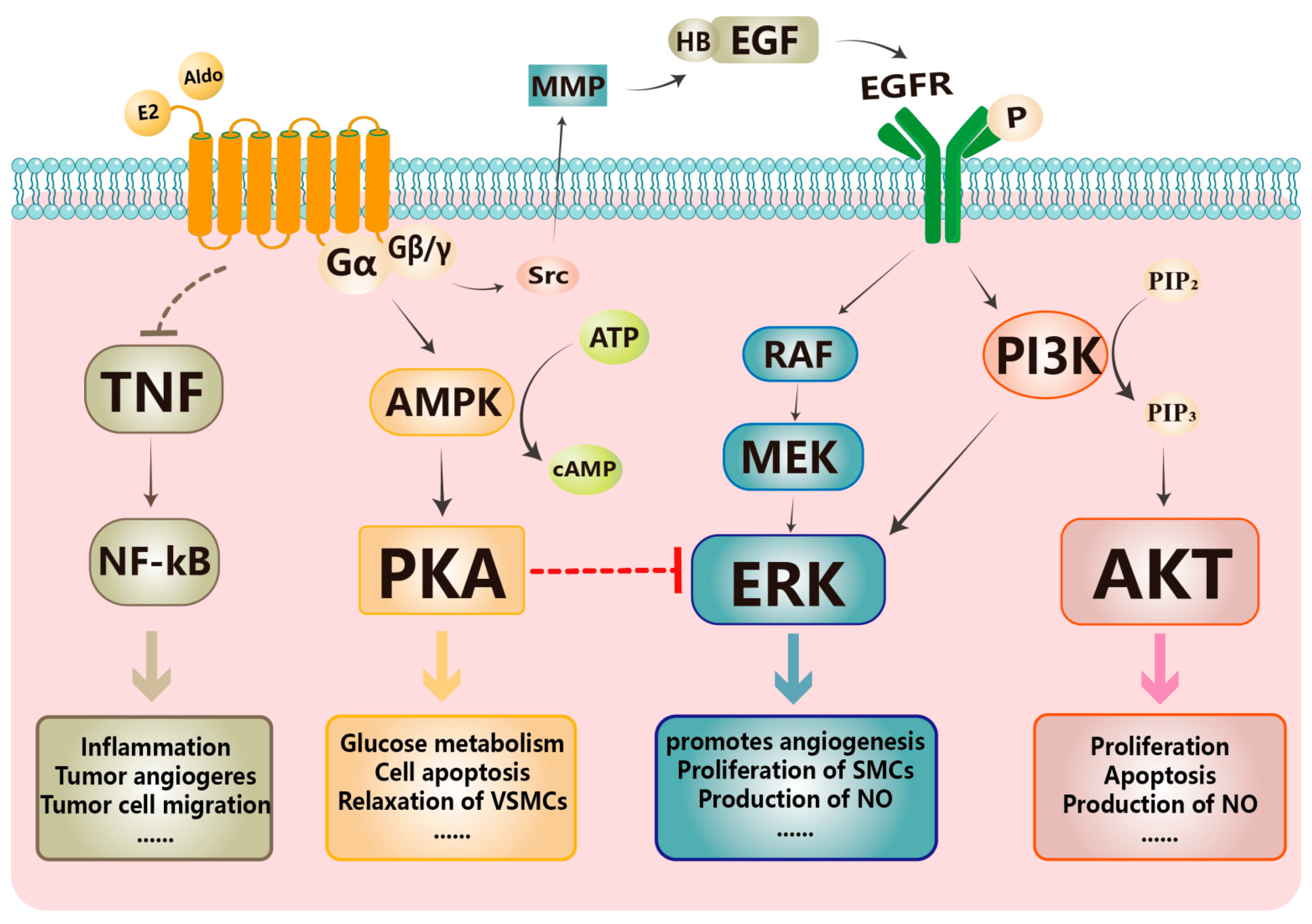 Biomolecules 13 01410 g001 Biomolecules 13 01410 g001