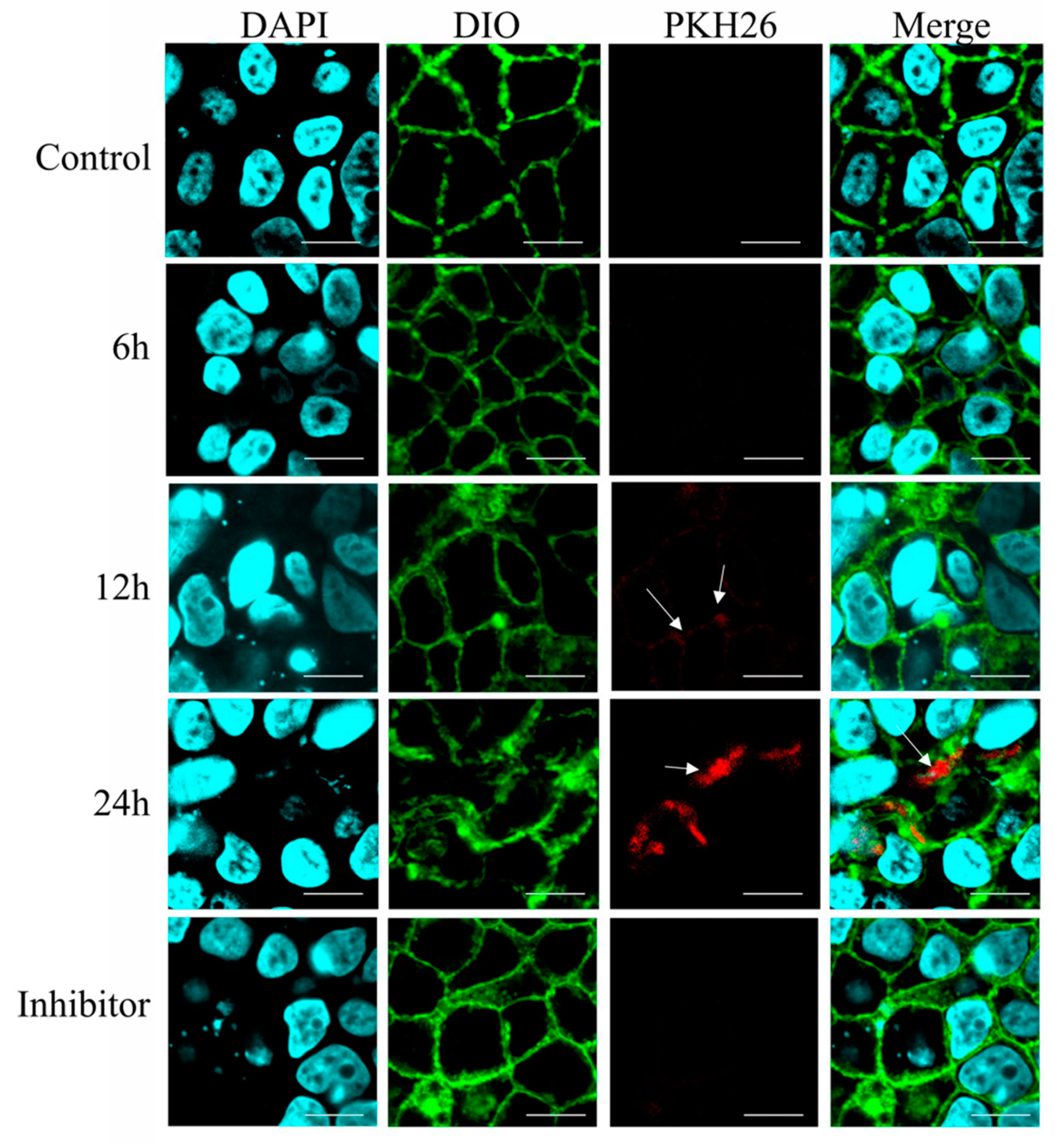 Biomolecules 13 01412 g006
