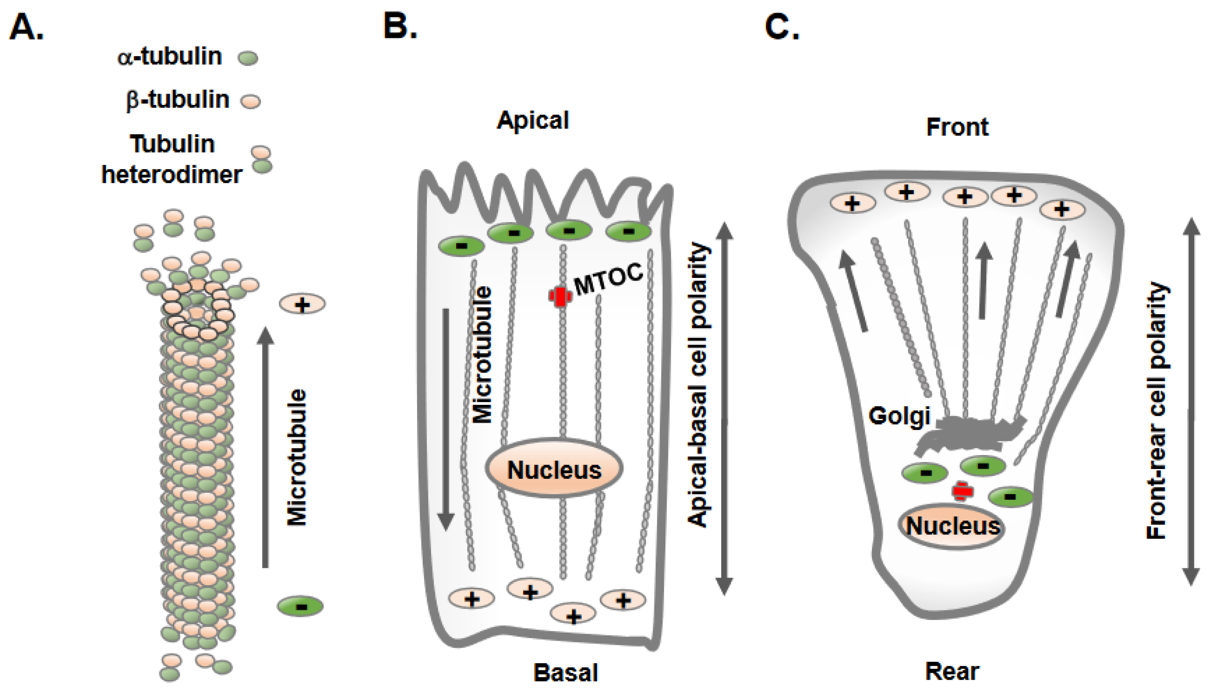 Microtubules In A Cell Biology Diagrams