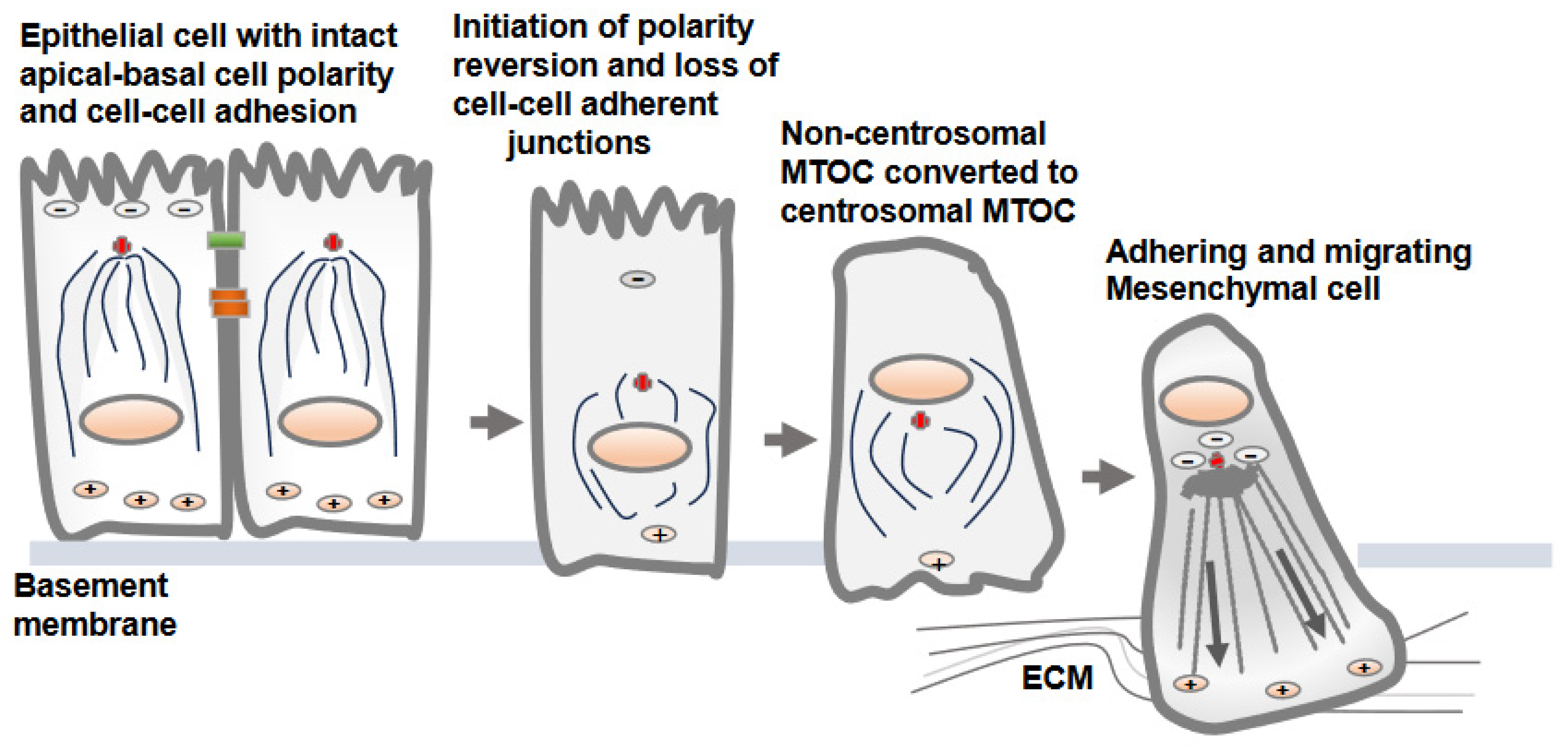 Regulation of Cell Adhesion and Migration via Microtubule Cytoskeleton ... Biology Diagrams