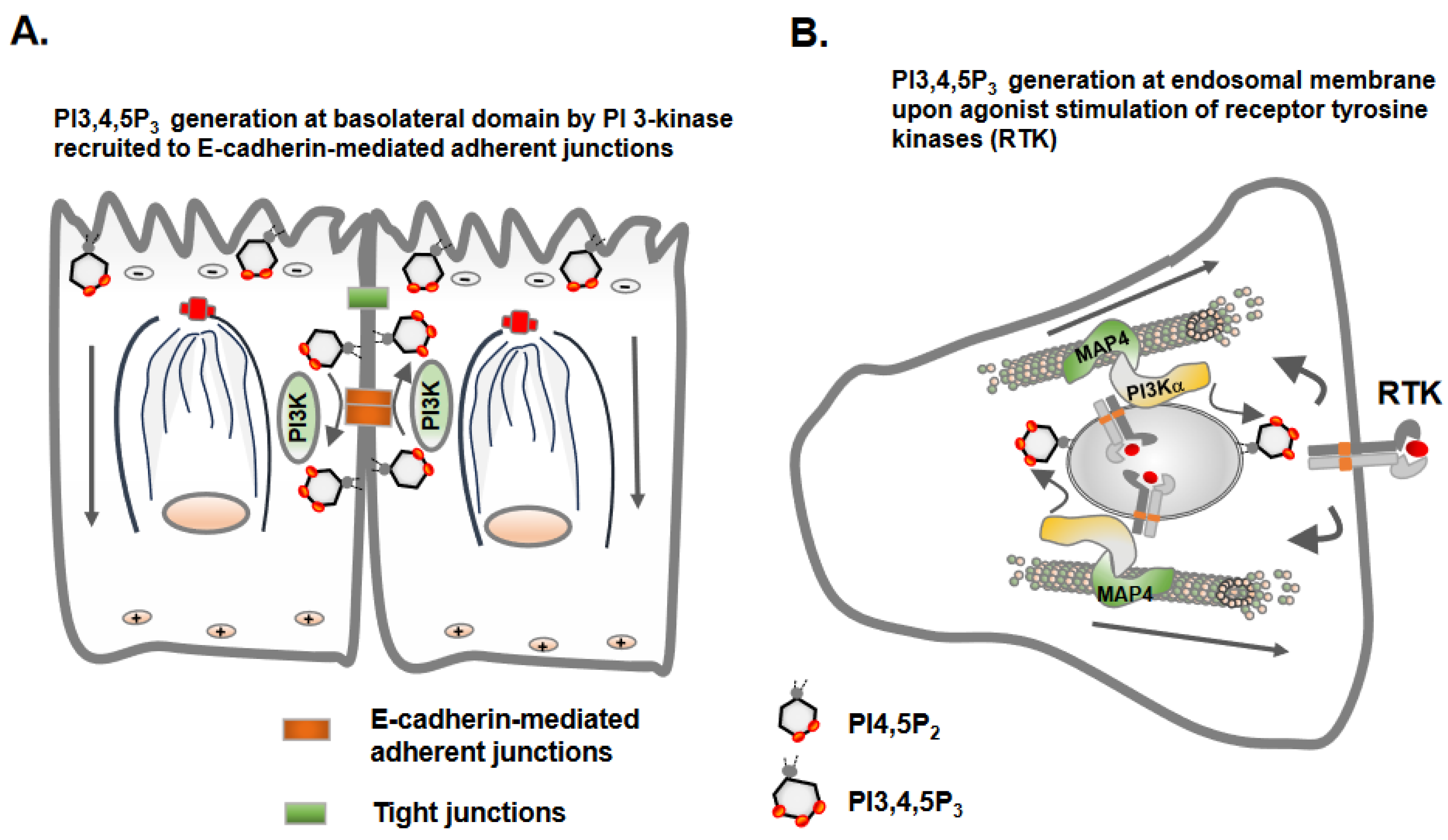 Regulation of Cell Adhesion and Migration via Microtubule Cytoskeleton ... Biology Diagrams