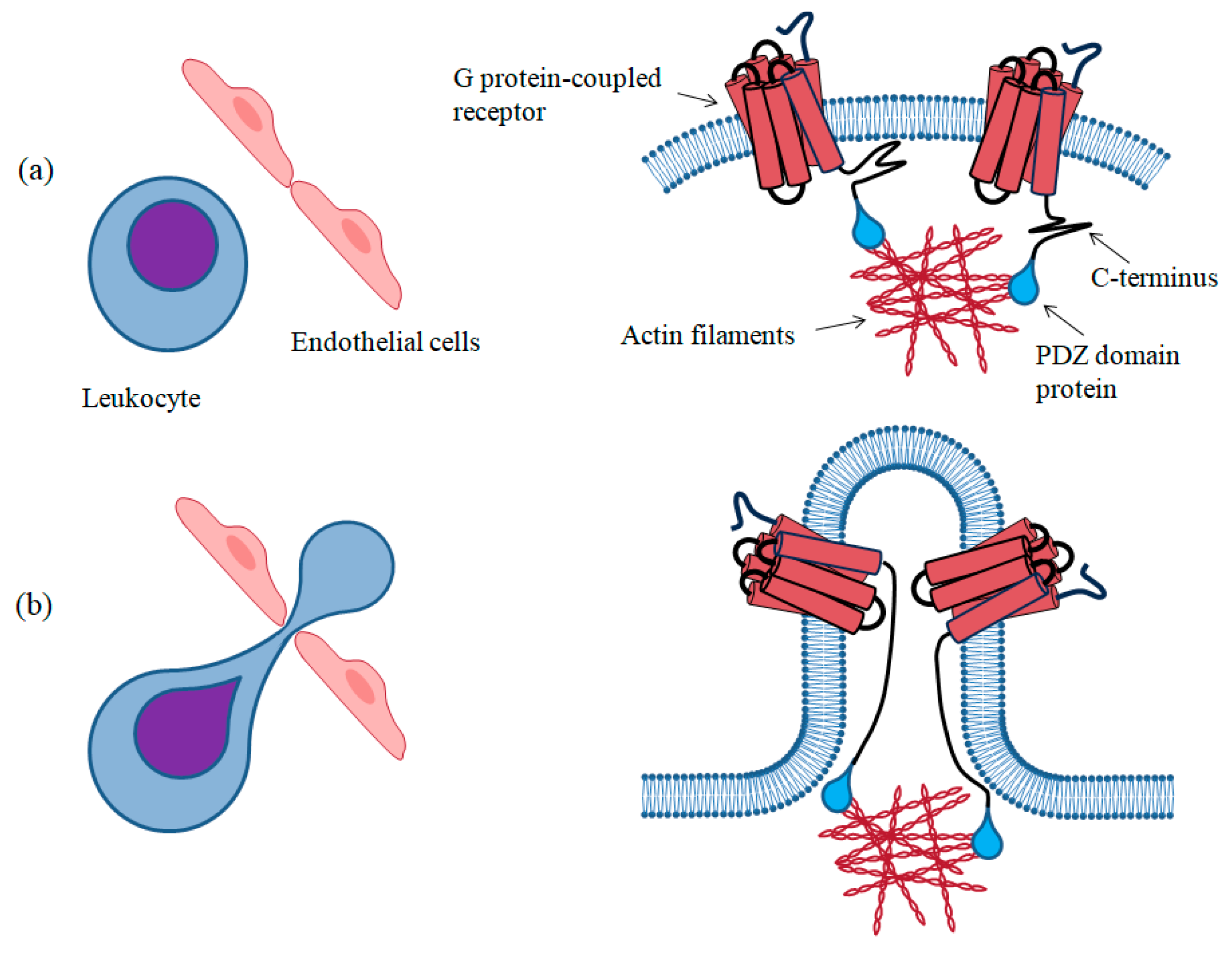 Biomolecules 13 01431 g004 Biomolecules 13 01431 g004