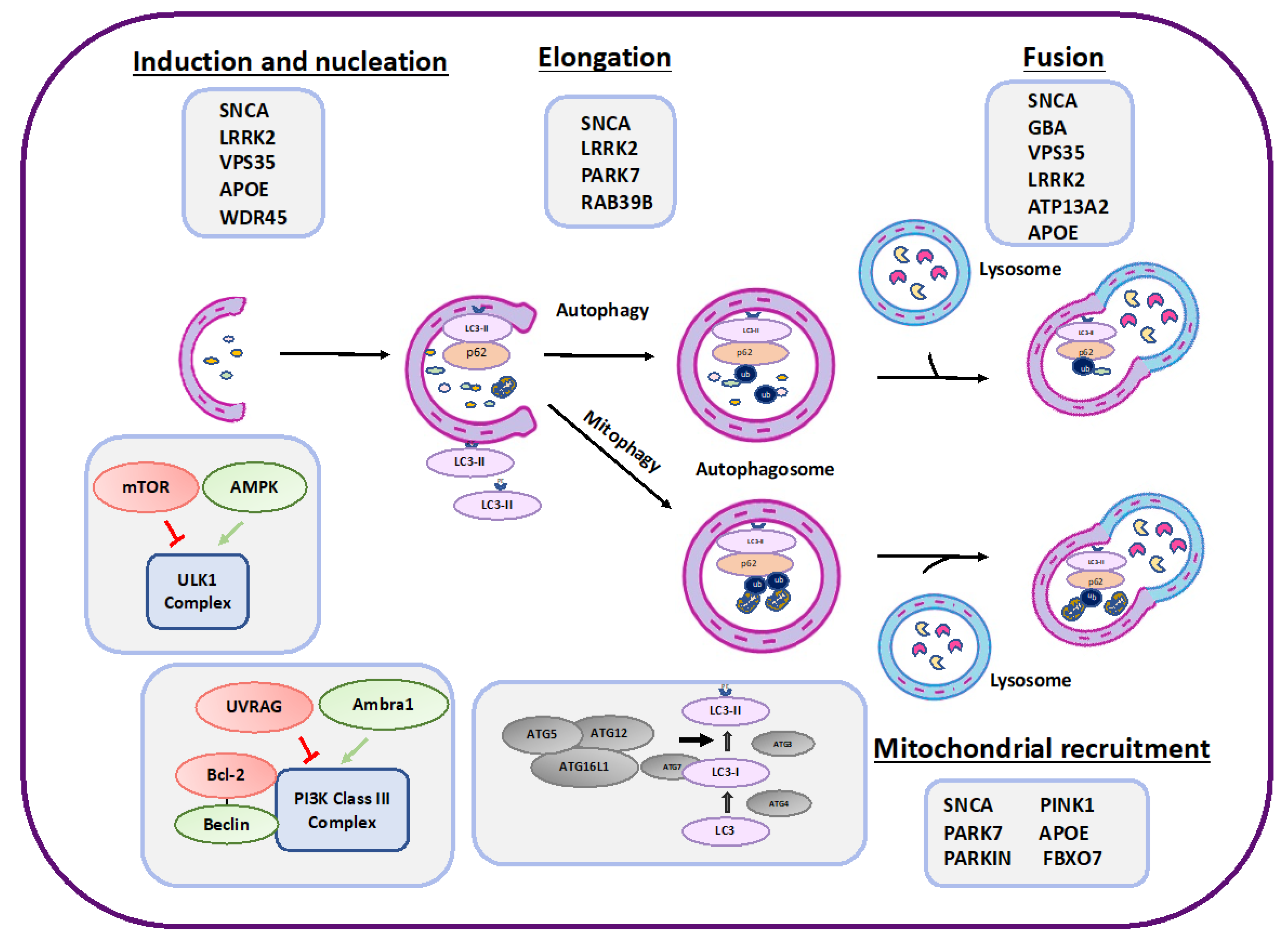Autophagy in Parkinson's Disease