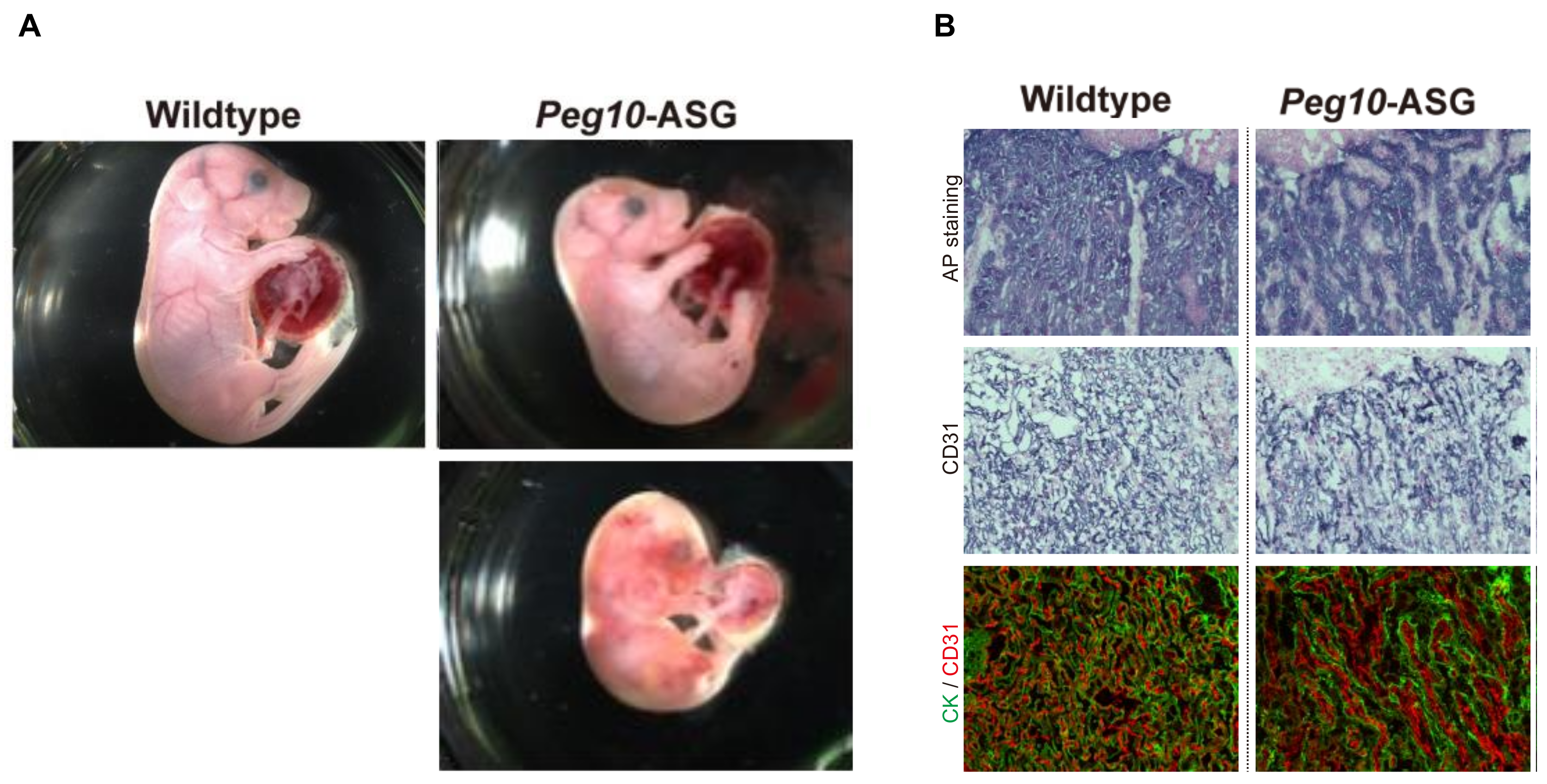 Biomolecules 13 01436 g002 Biomolecules 13 01436 g002