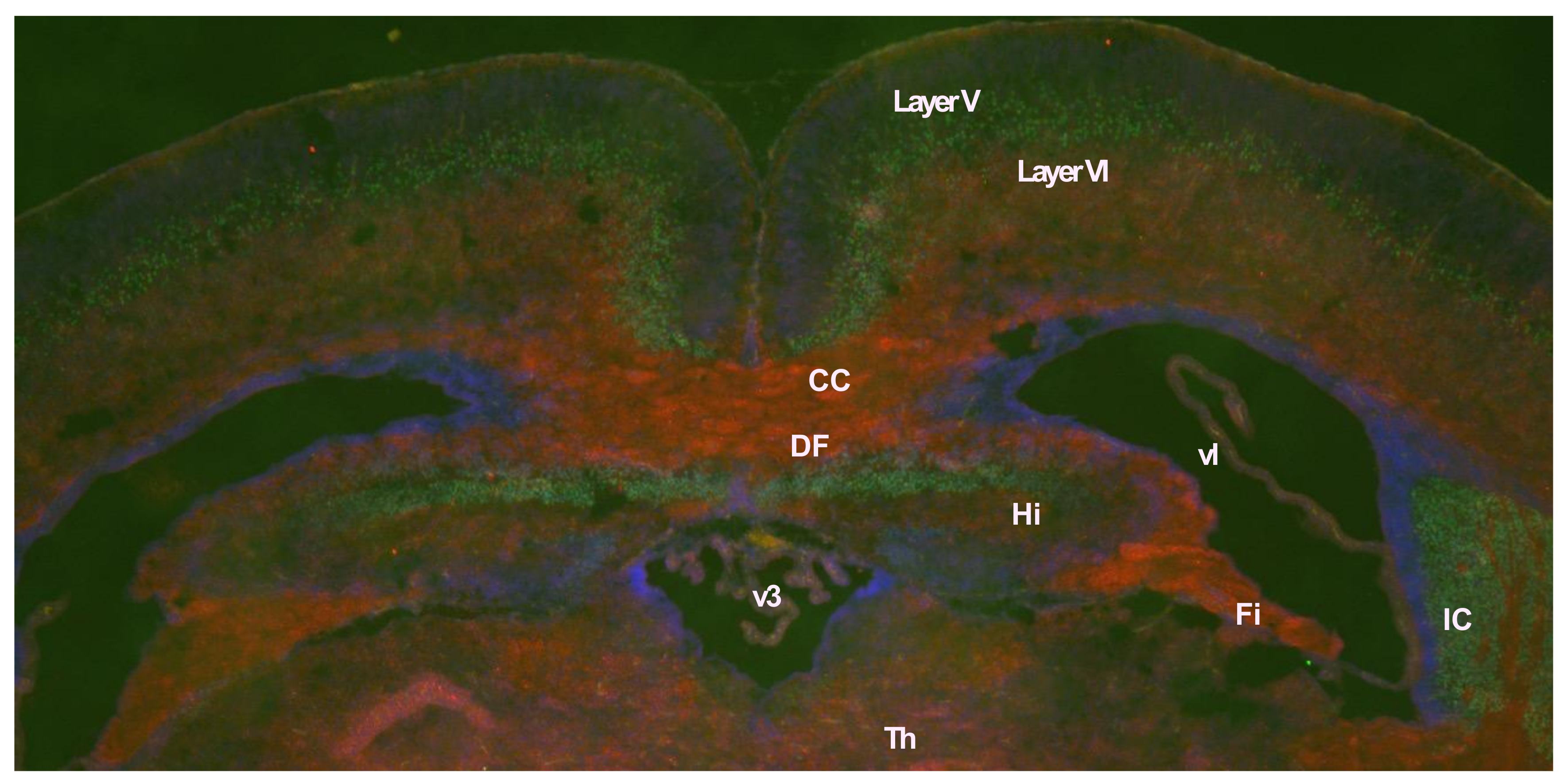 Biomolecules 13 01436 g004 Biomolecules 13 01436 g004