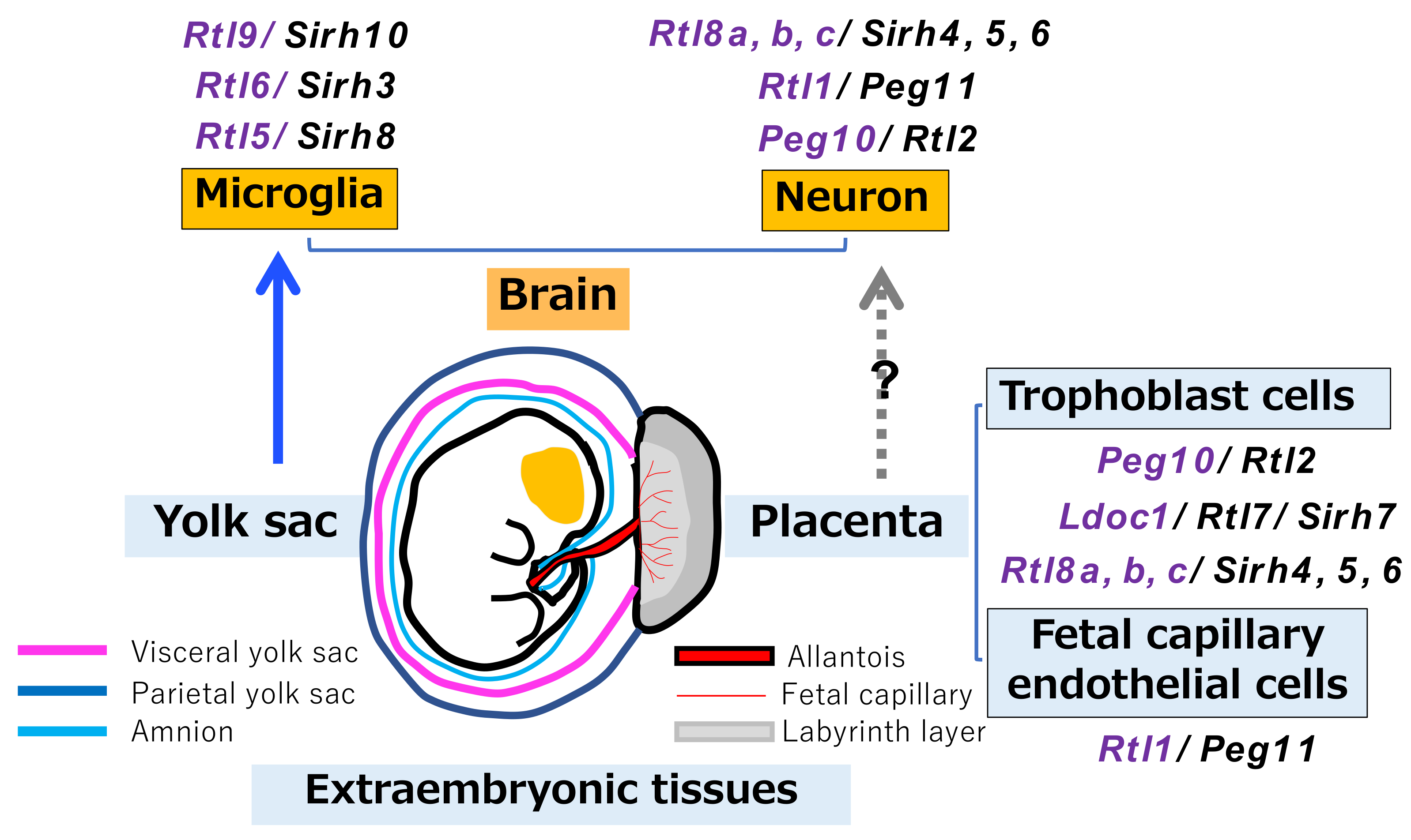 Biomolecules 13 01436 g008 Biomolecules 13 01436 g008