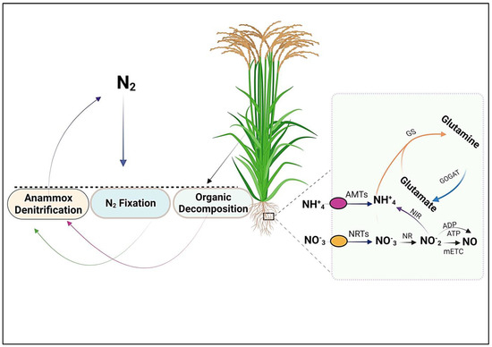 Nitrogen Journey in Plants From Uptake to Metabolism Stress Response and Microbe Interaction