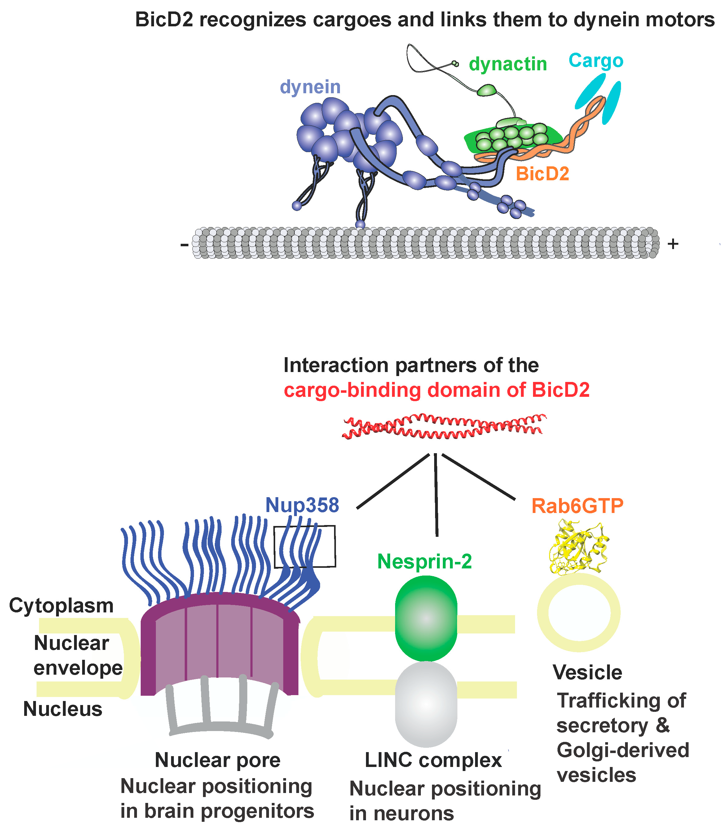 A Structural Model for the Core Nup358-BicD2 Interface