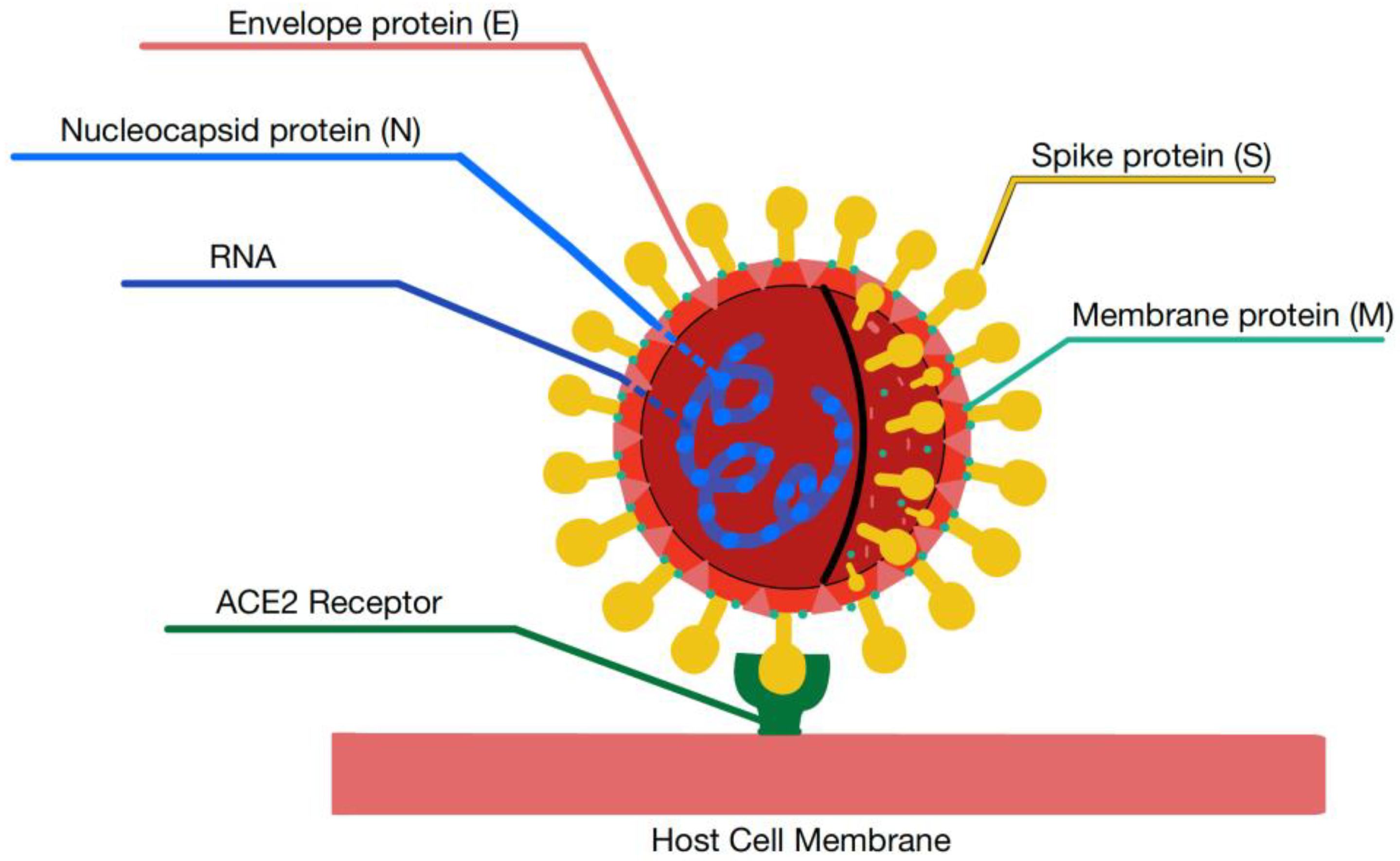 FDA won't comment on status of Emergency Use Authorizations for two  antibody treatments